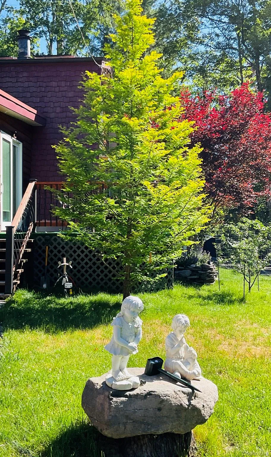 ornamental trees ornamental trees
