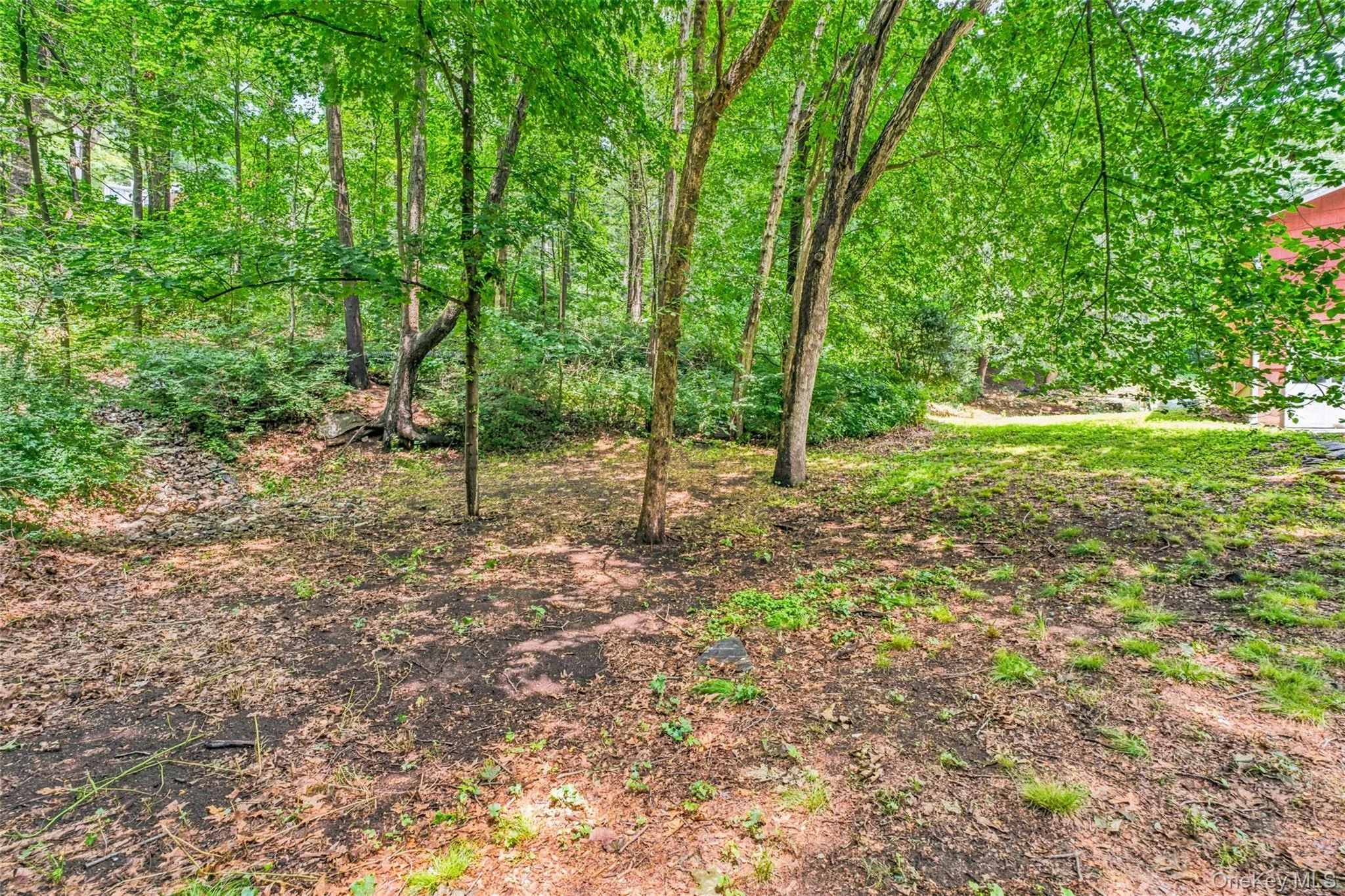 Mature tree canopy providing ample shade in side yard of house Mature tree canopy providing ample shade in side yard of house