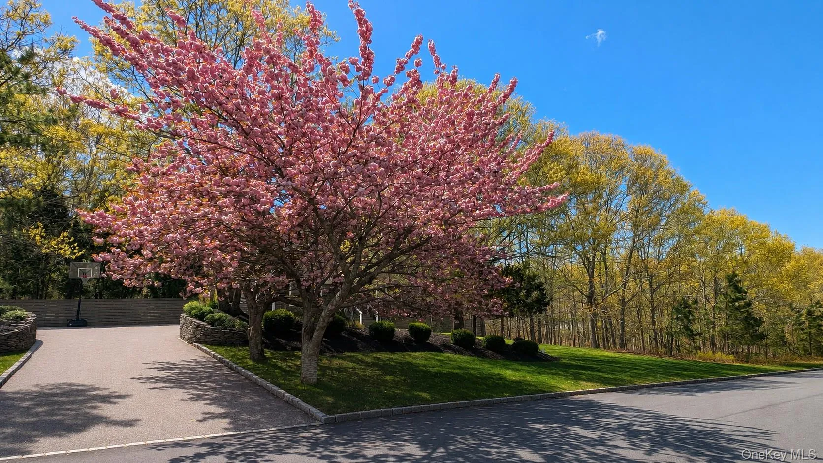Front yard with trees in bloom Front yard with trees in bloom