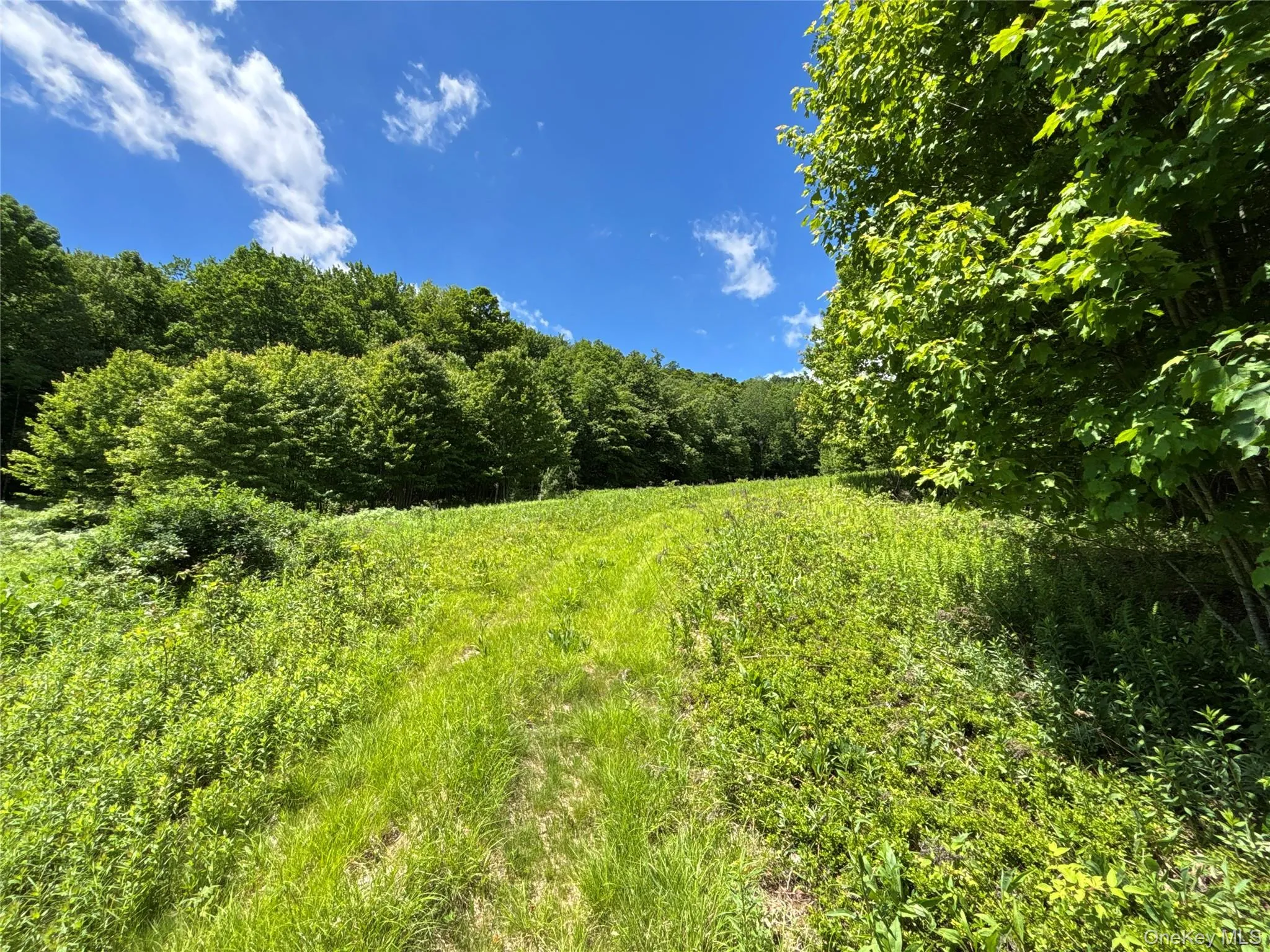 2613 Murphy Hill Road, Andes, NY, ,Land,For Rent,Murphy Hill,0,1013921 2613 Murphy Hill Road, Andes, NY, ,Land,For Rent,Murphy Hill,0,1013921