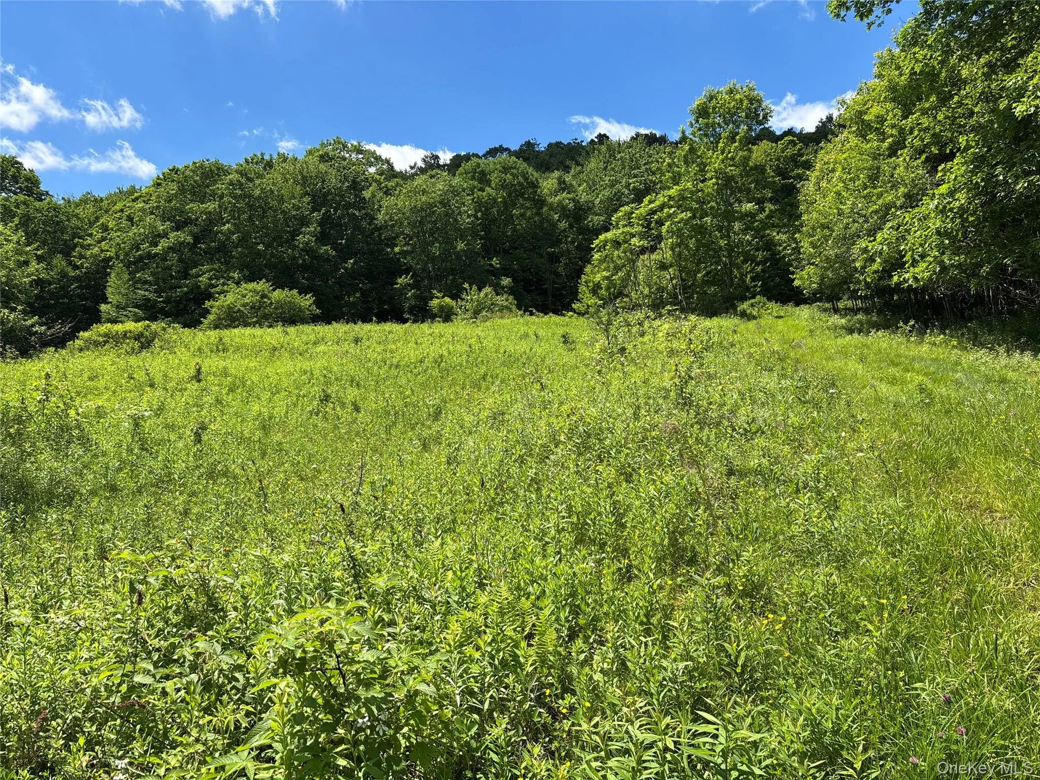 2613 Murphy Hill Road, Andes, NY, ,Land,For Rent,Murphy Hill,0,1013921 2613 Murphy Hill Road, Andes, NY, ,Land,For Rent,Murphy Hill,0,1013921