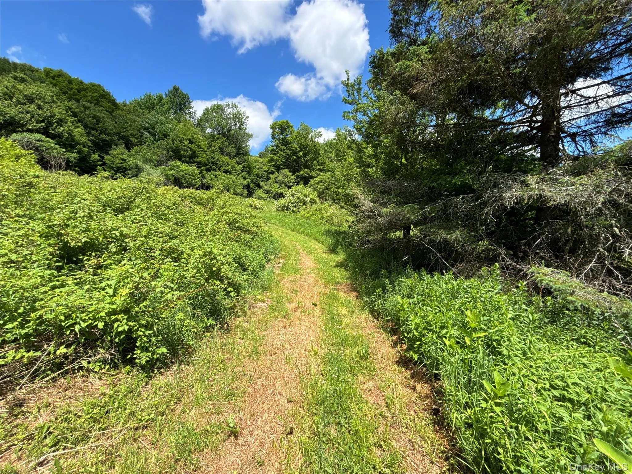 2613 Murphy Hill Road, Andes, NY, ,Land,For Rent,Murphy Hill,0,1013921 2613 Murphy Hill Road, Andes, NY, ,Land,For Rent,Murphy Hill,0,1013921