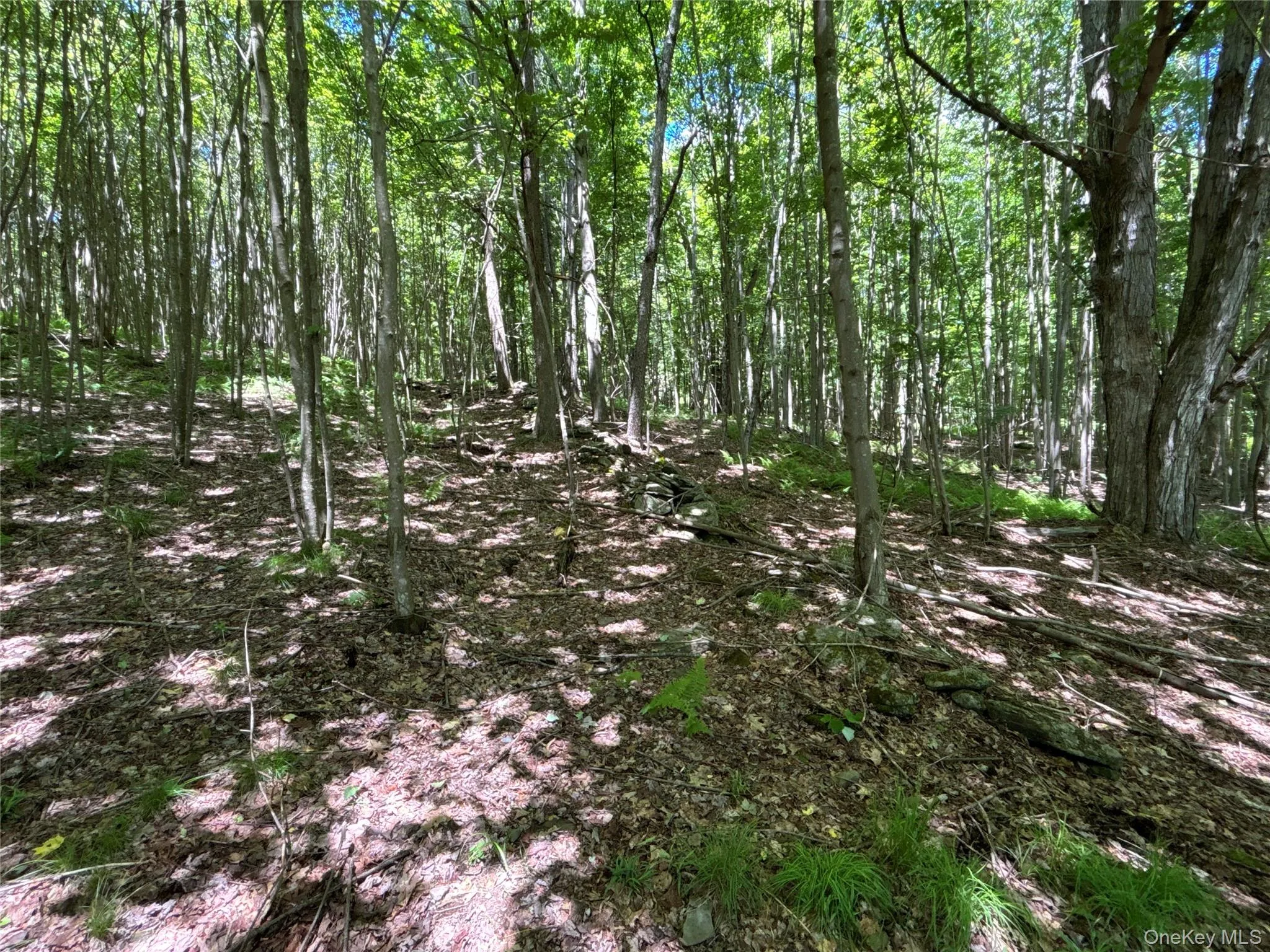 2613 Murphy Hill Road, Andes, NY, ,Land,For Rent,Murphy Hill,0,1013921 2613 Murphy Hill Road, Andes, NY, ,Land,For Rent,Murphy Hill,0,1013921
