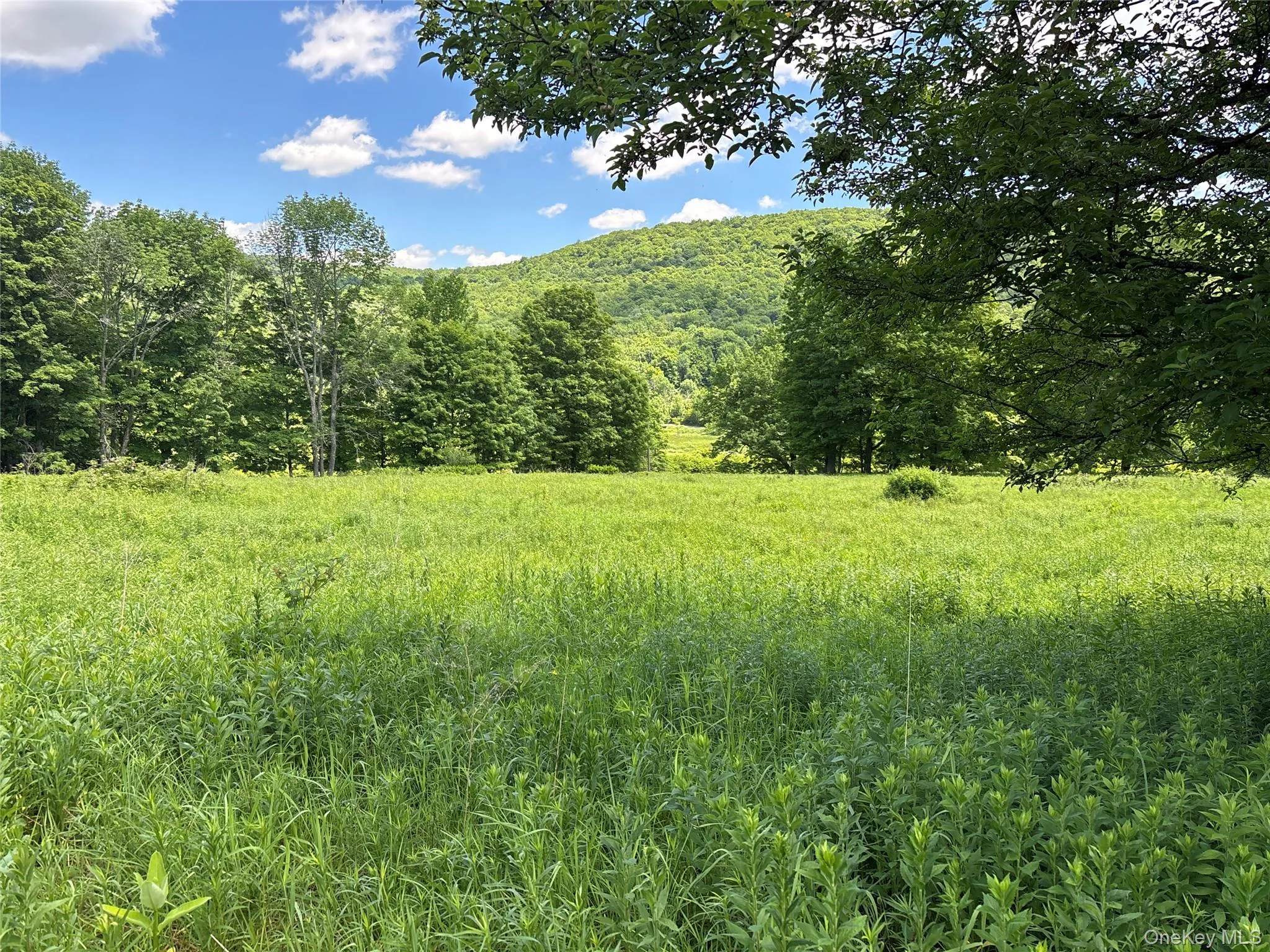 2613 Murphy Hill Road, Andes, NY, ,Land,For Rent,Murphy Hill,0,1013921 2613 Murphy Hill Road, Andes, NY, ,Land,For Rent,Murphy Hill,0,1013921