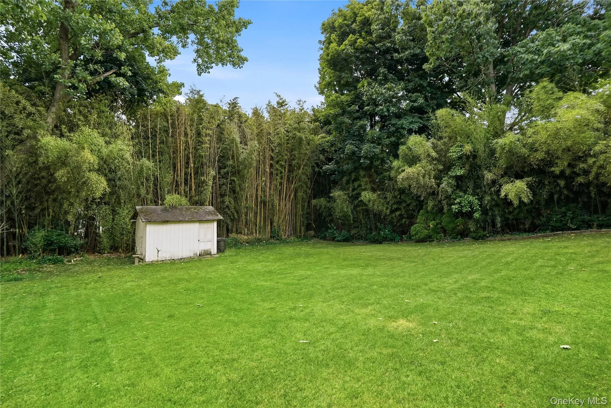 Mature bamboo hedge Mature bamboo hedge