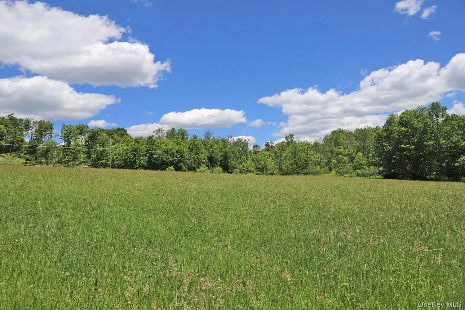 Meadow to treeline Meadow to treeline