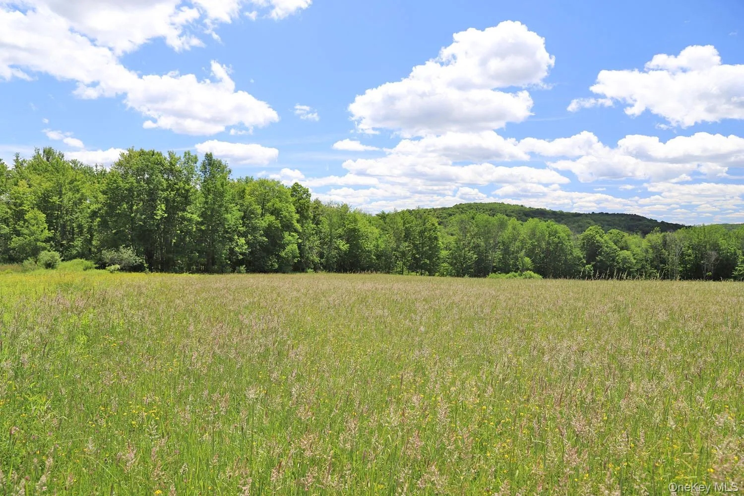 Meadow to treeline Meadow to treeline