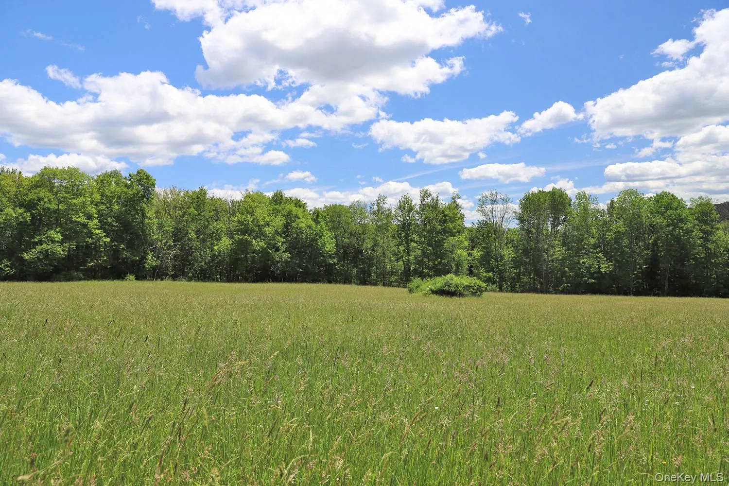 Meadow to treeline Meadow to treeline