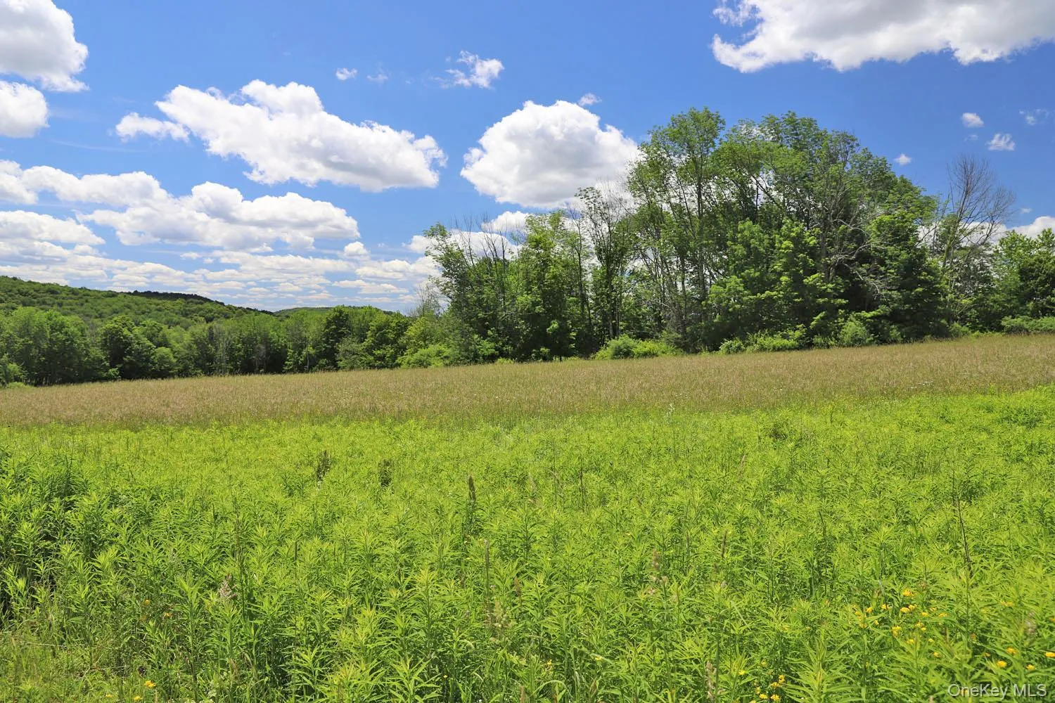 Meadow to treeline Meadow to treeline