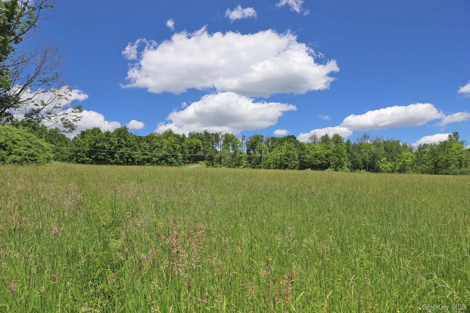 Meadow to treeline Meadow to treeline