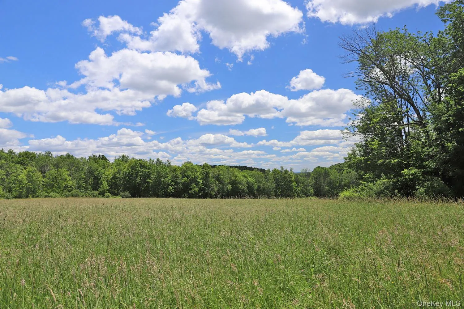 Meadow to treeline Meadow to treeline