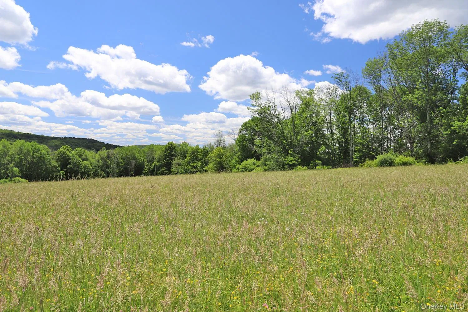 Meadow to treeline Meadow to treeline