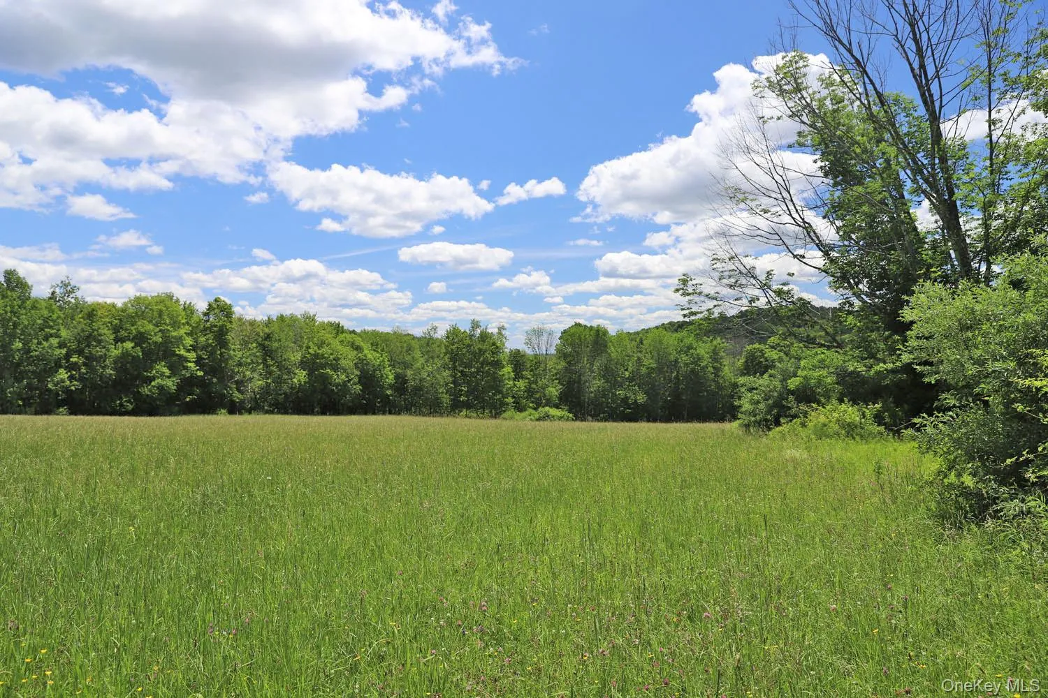 Meadow to treeline Meadow to treeline