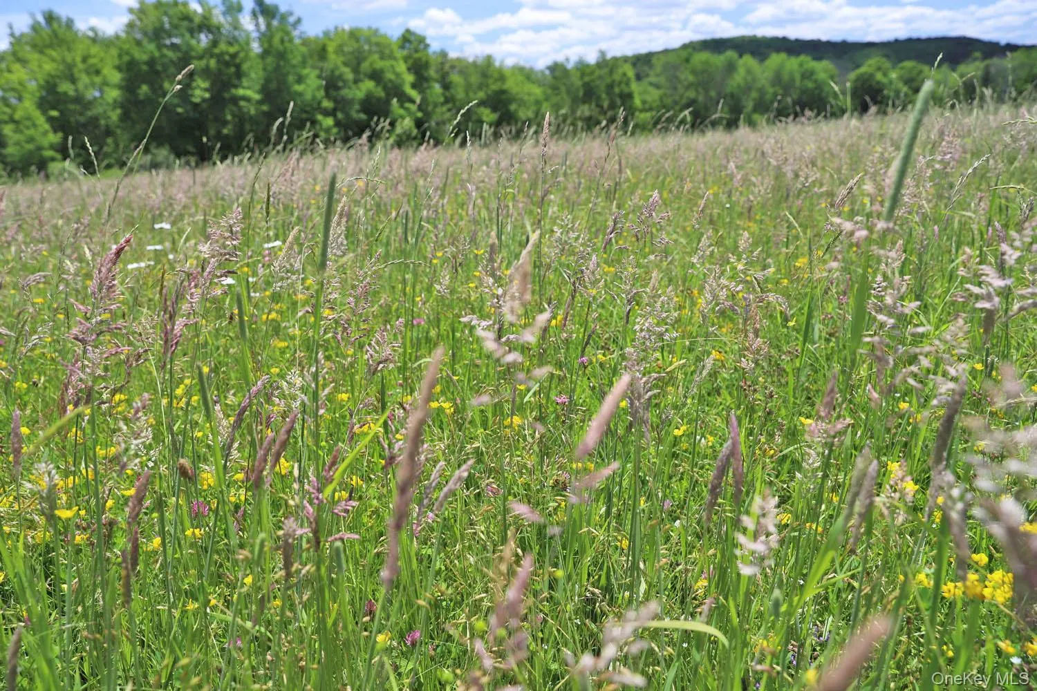 Meadow grasses Meadow grasses