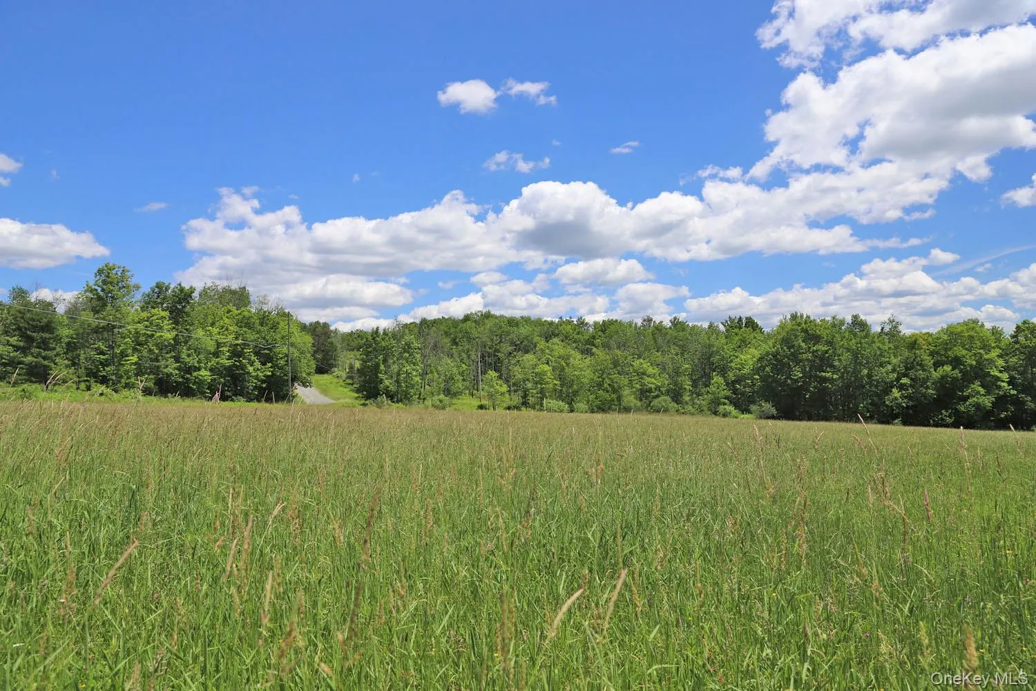 Meadow to treeline Meadow to treeline