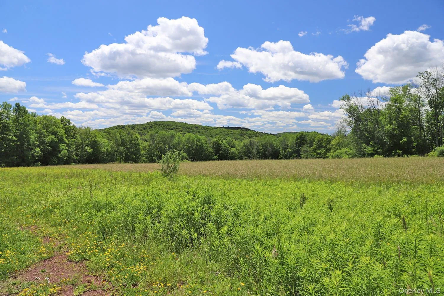 Meadow to treeline Meadow to treeline