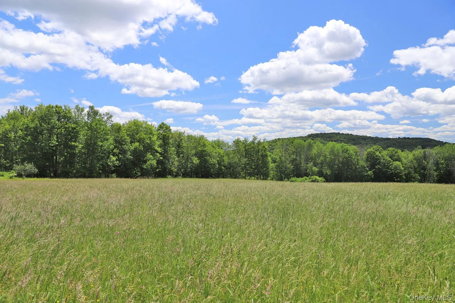 Meadow to treeline Meadow to treeline