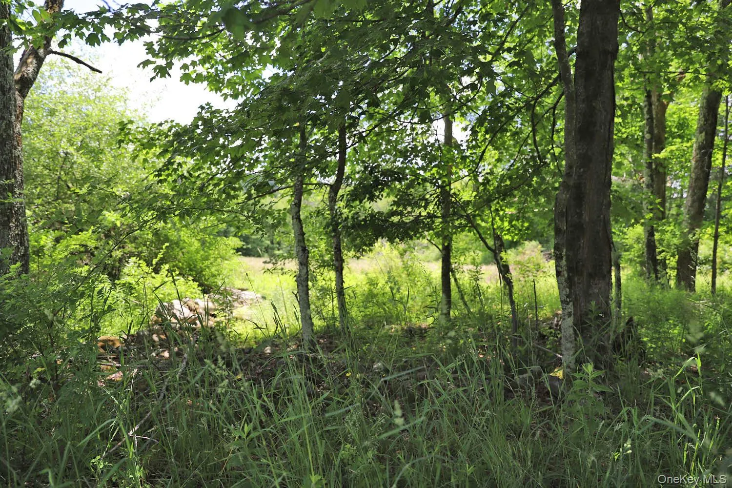Inside the treeline Inside the treeline