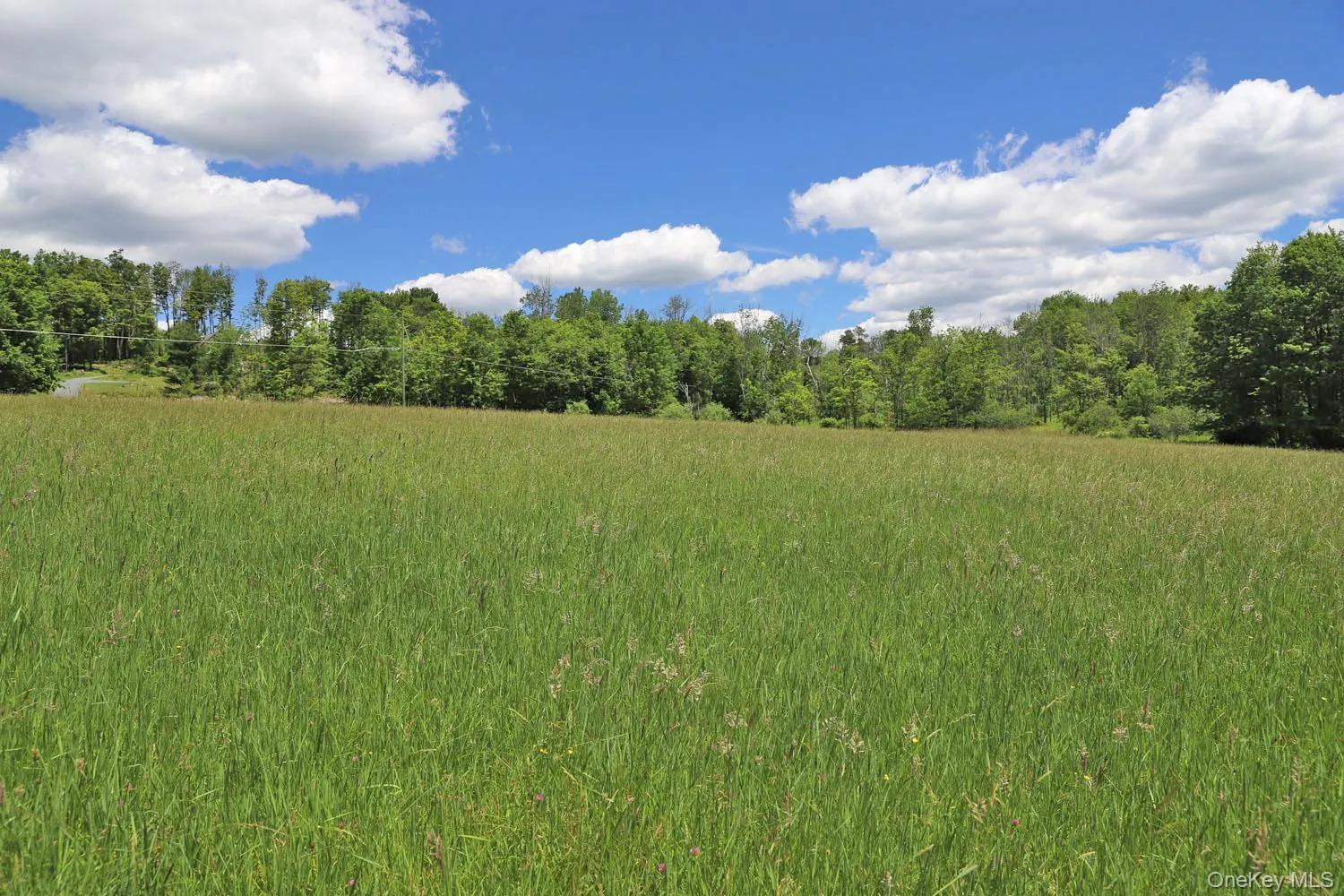 Meadow to treeline Meadow to treeline