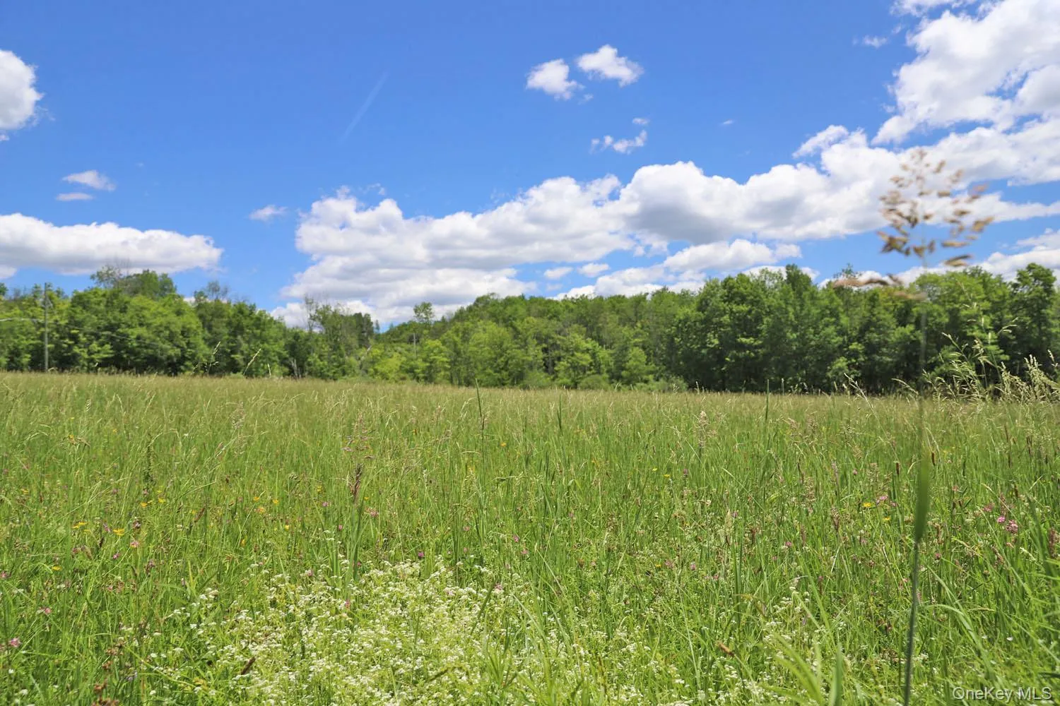 Meadow to treeline Meadow to treeline