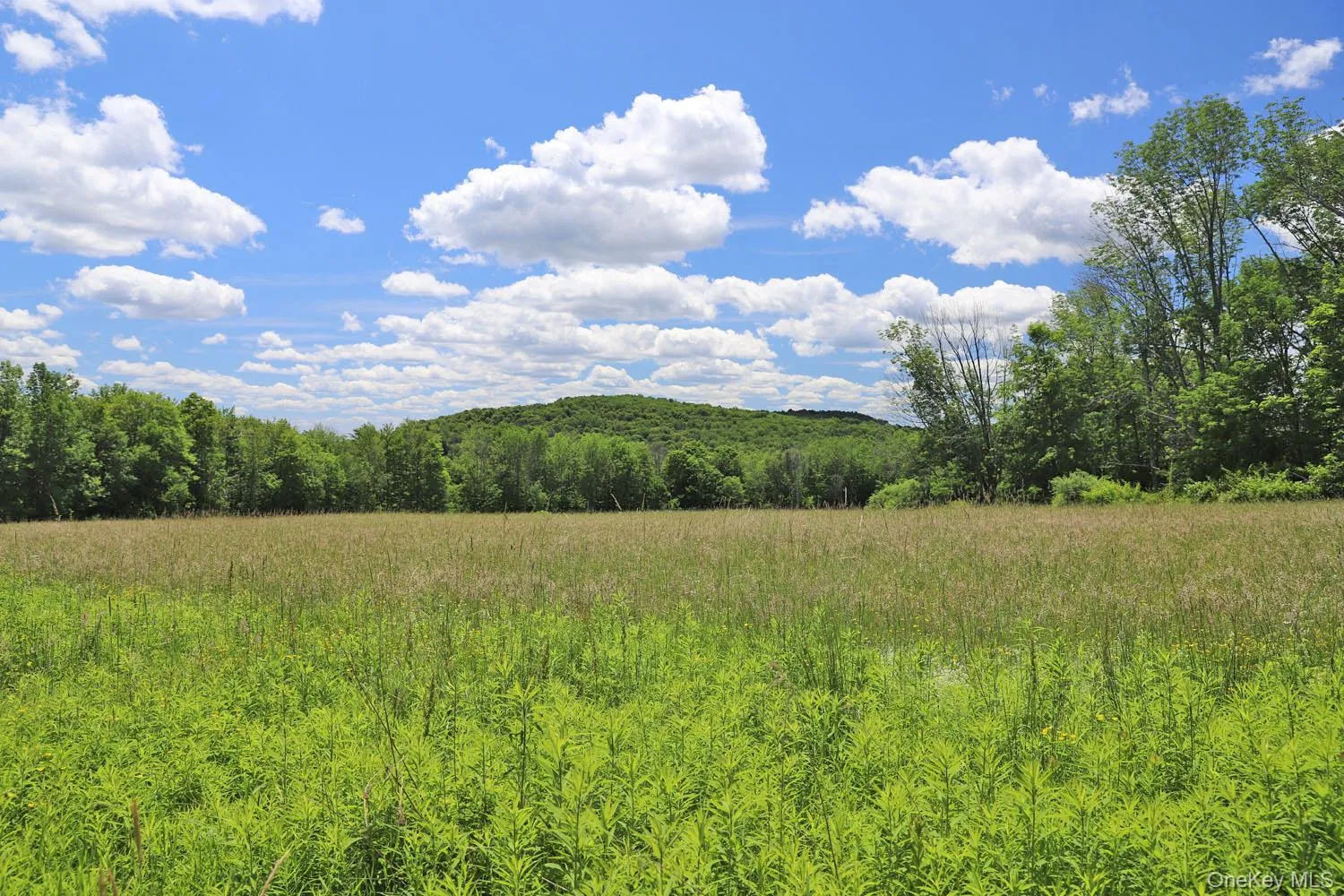 Expansive grassy field framed by a distant treeline and a rolling, tree-covered hill Expansive grassy field framed by a distant treeline and a rolling, tree-covered hill