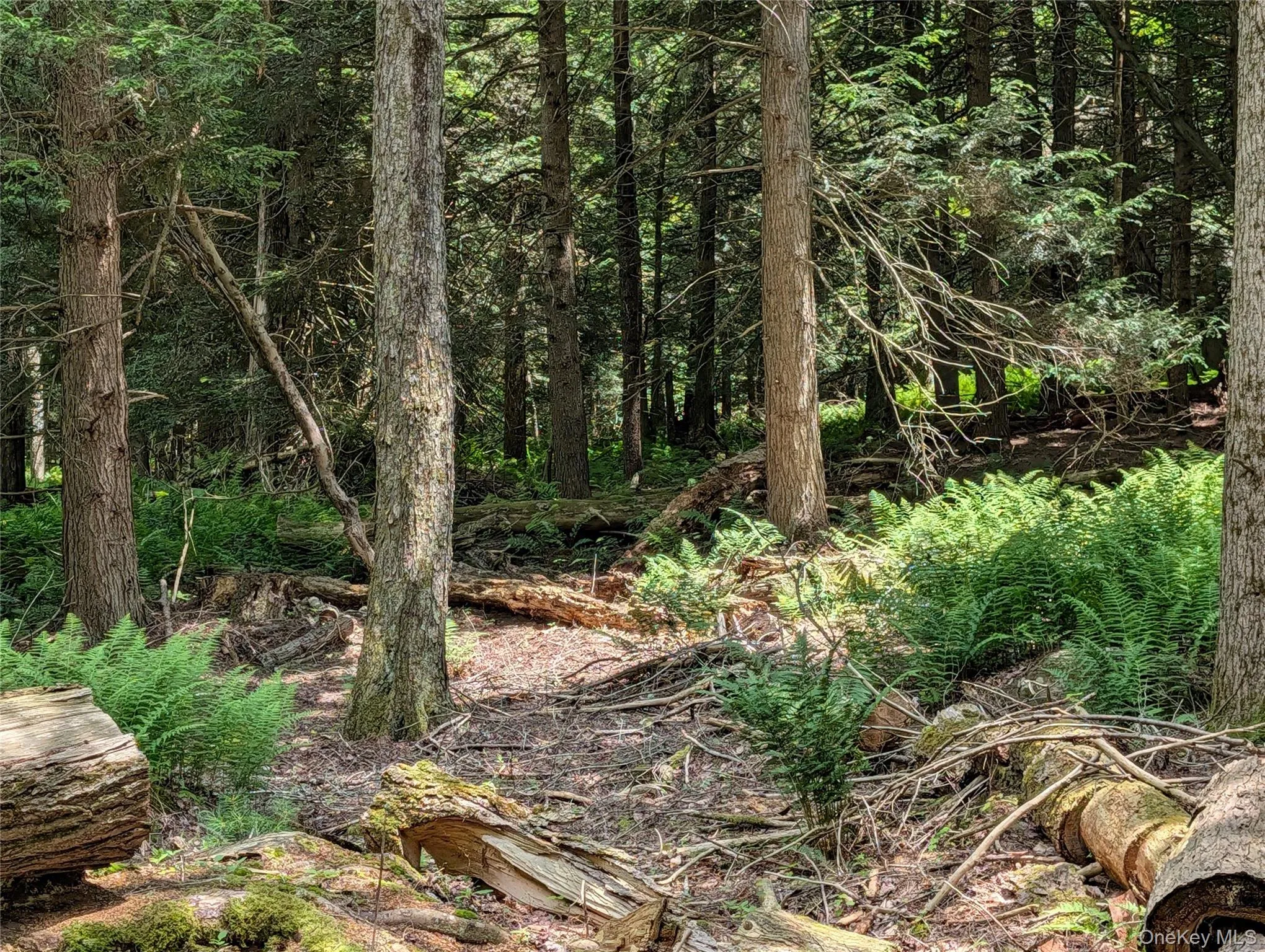 wooded and cleared area wooded and cleared area