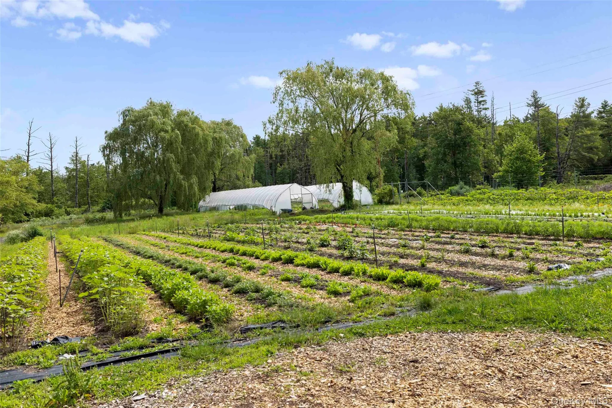 Productive certified organic fields with high tunnels supporting year-round cultivation Productive certified organic fields with high tunnels supporting year-round cultivation