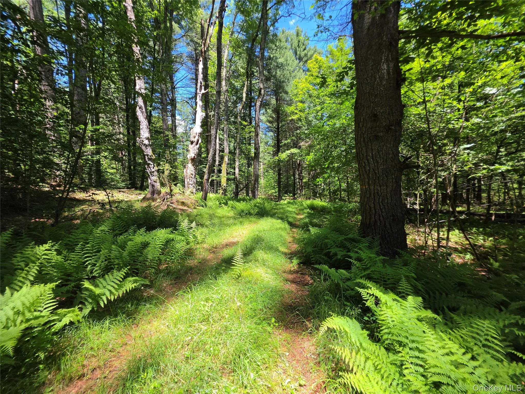 TBD Camp Kennybrook Road, Thompson, NY, ,Land,For Rent,Camp Kennybrook,0,1016537 TBD Camp Kennybrook Road, Thompson, NY, ,Land,For Rent,Camp Kennybrook,0,1016537