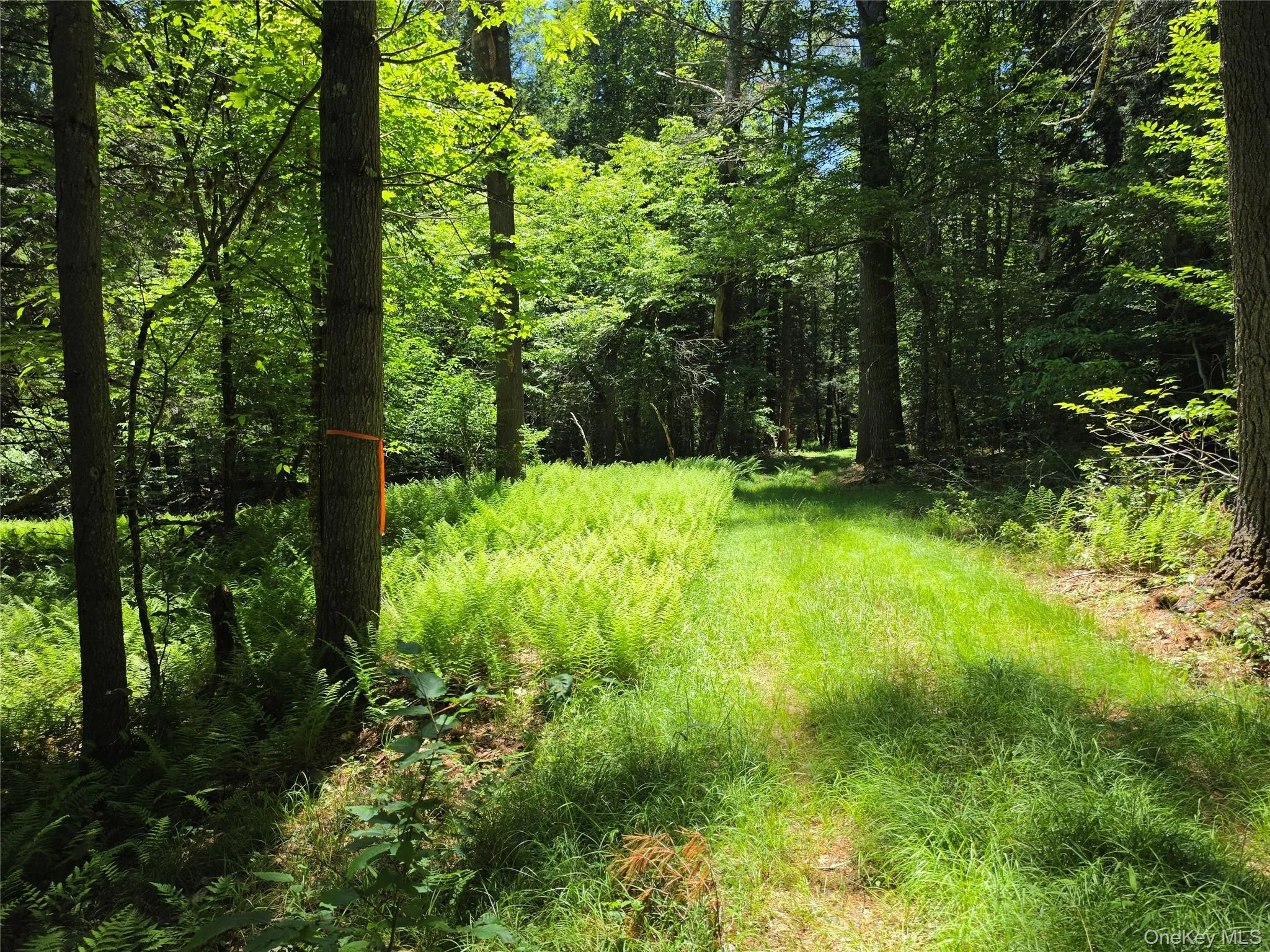 TBD Camp Kennybrook Road, Thompson, NY, ,Land,For Rent,Camp Kennybrook,0,1016537 TBD Camp Kennybrook Road, Thompson, NY, ,Land,For Rent,Camp Kennybrook,0,1016537