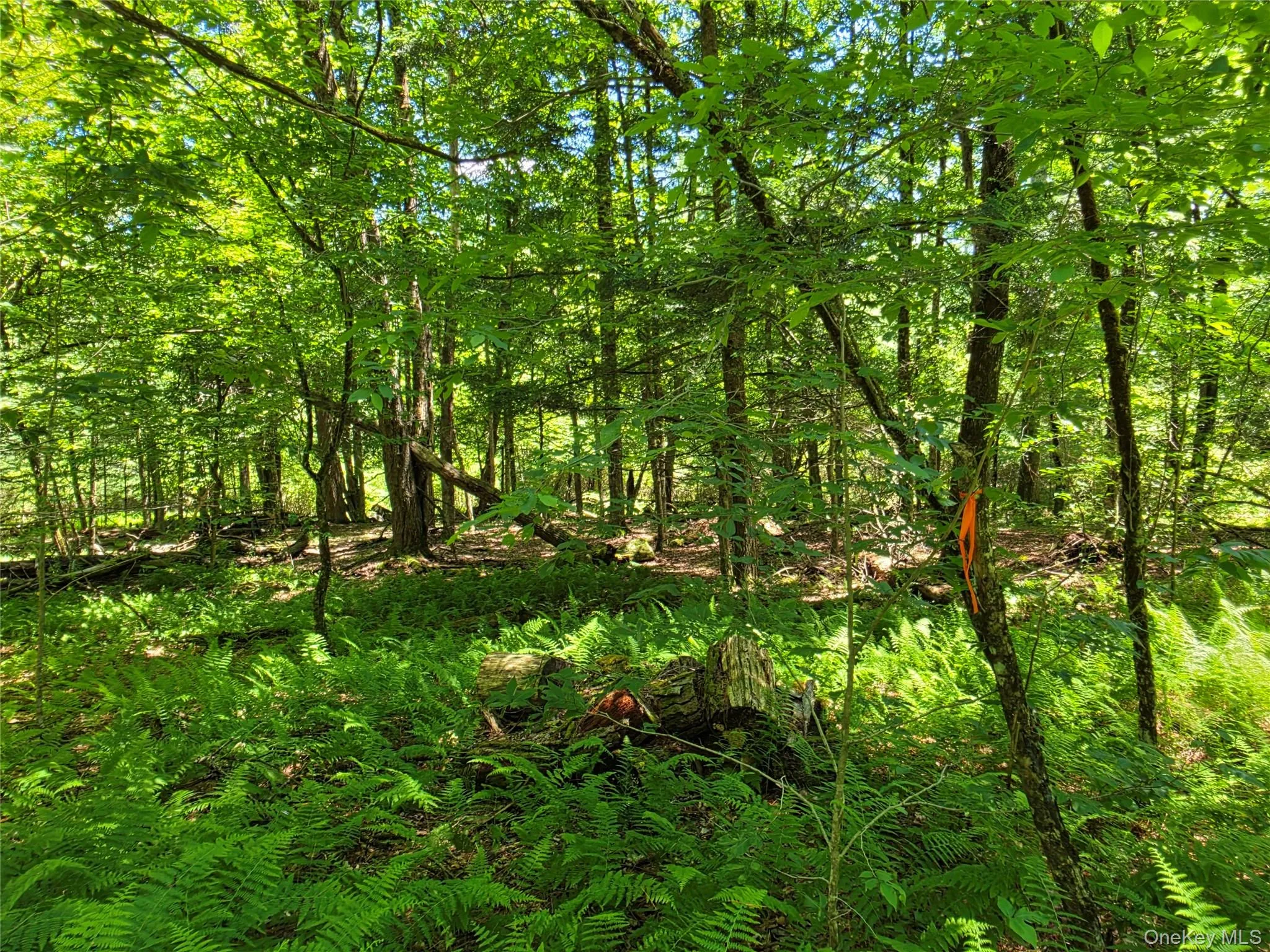 TBD Camp Kennybrook Road, Thompson, NY, ,Land,For Rent,Camp Kennybrook,0,1016537 TBD Camp Kennybrook Road, Thompson, NY, ,Land,For Rent,Camp Kennybrook,0,1016537