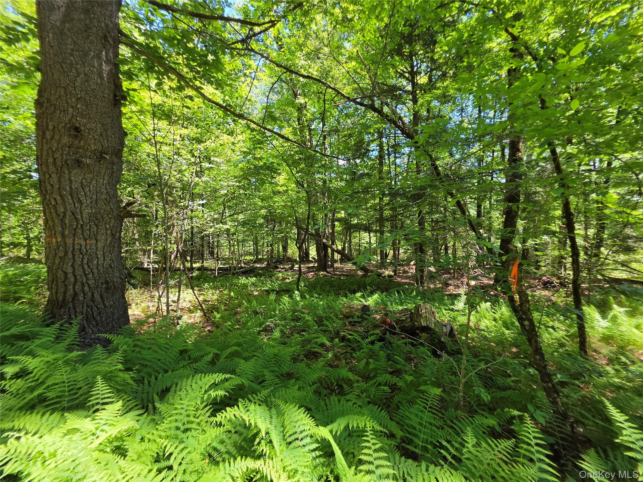 TBD Camp Kennybrook Road, Thompson, NY, ,Land,For Rent,Camp Kennybrook,0,1016537 TBD Camp Kennybrook Road, Thompson, NY, ,Land,For Rent,Camp Kennybrook,0,1016537