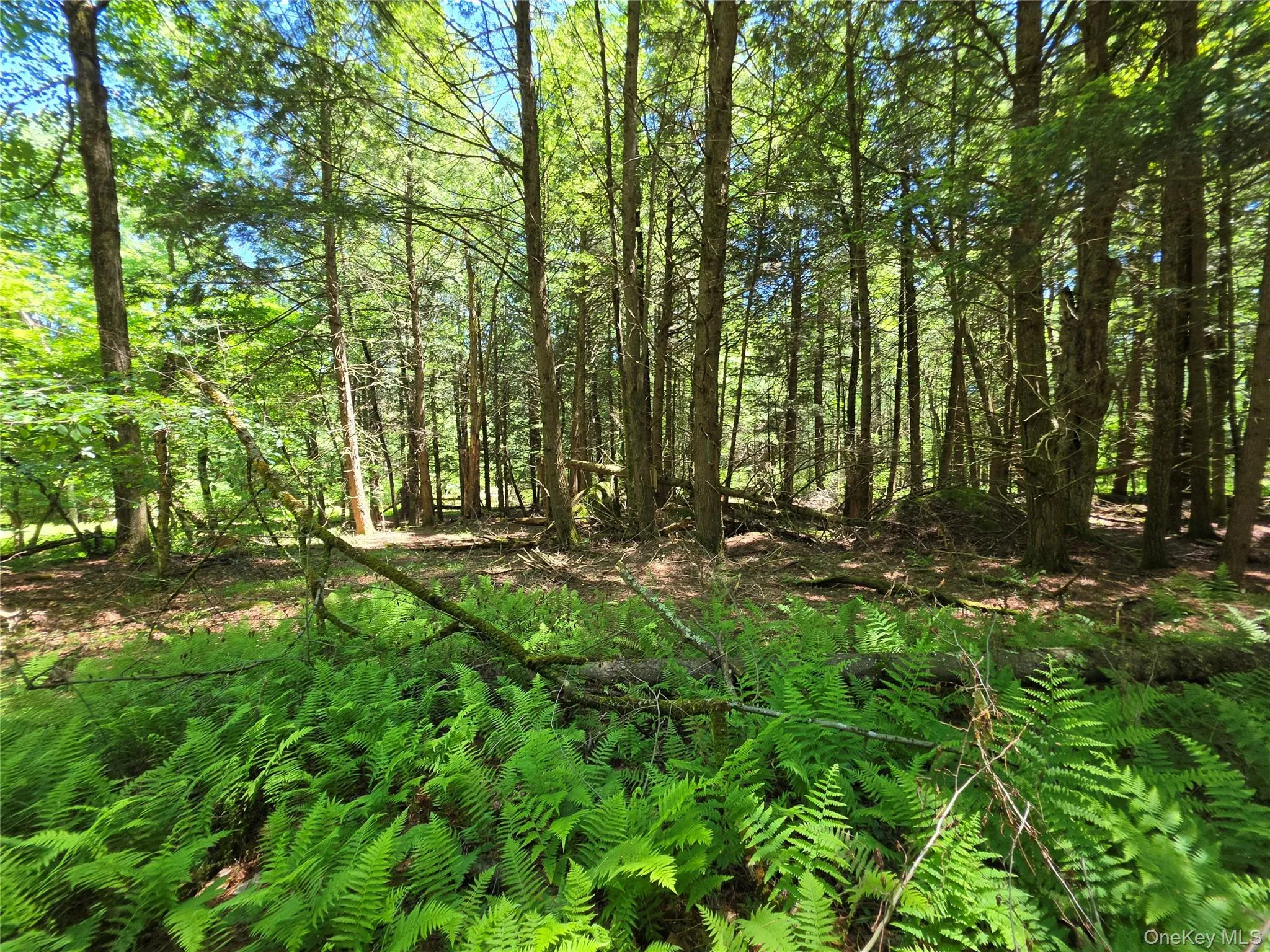 TBD Camp Kennybrook Road, Thompson, NY, ,Land,For Rent,Camp Kennybrook,0,1016537 TBD Camp Kennybrook Road, Thompson, NY, ,Land,For Rent,Camp Kennybrook,0,1016537