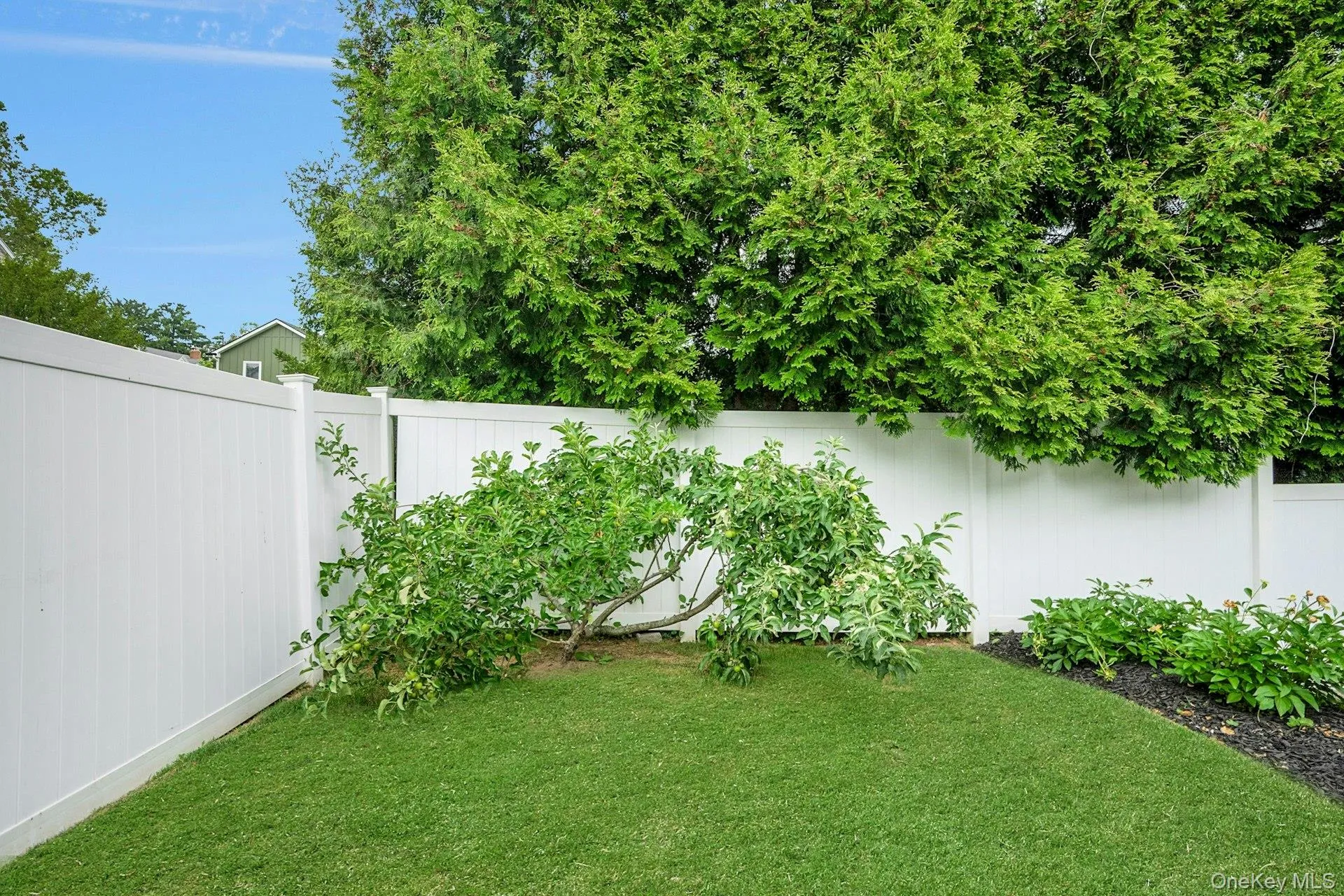 Your very own miniature apple tree Your very own miniature apple tree