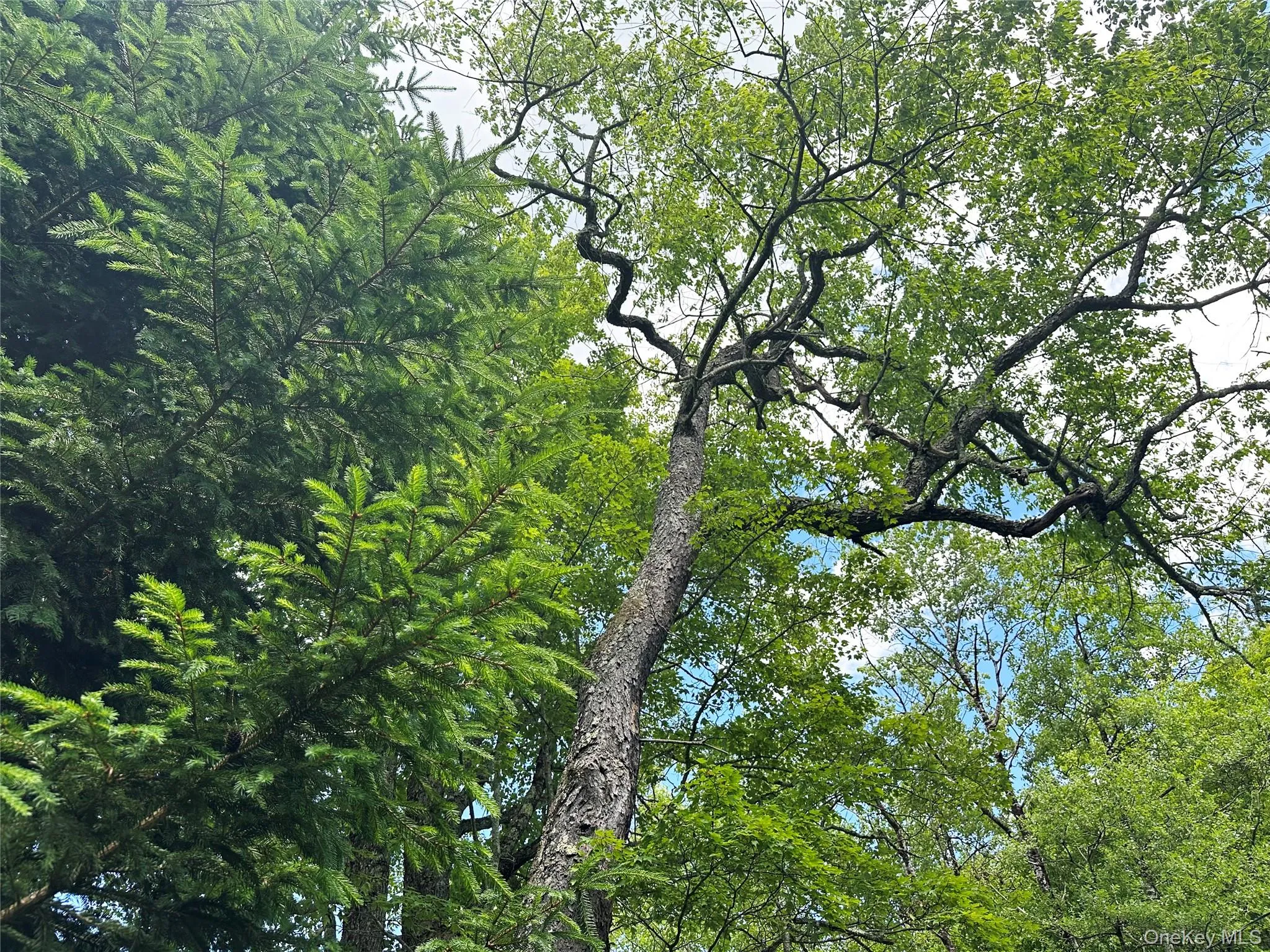Mature trees and natural woodland canopy featuring birch, maple, oak, and evergreen species throughout the property. Mature trees and natural woodland canopy featuring birch, maple, oak, and evergreen species throughout the property.