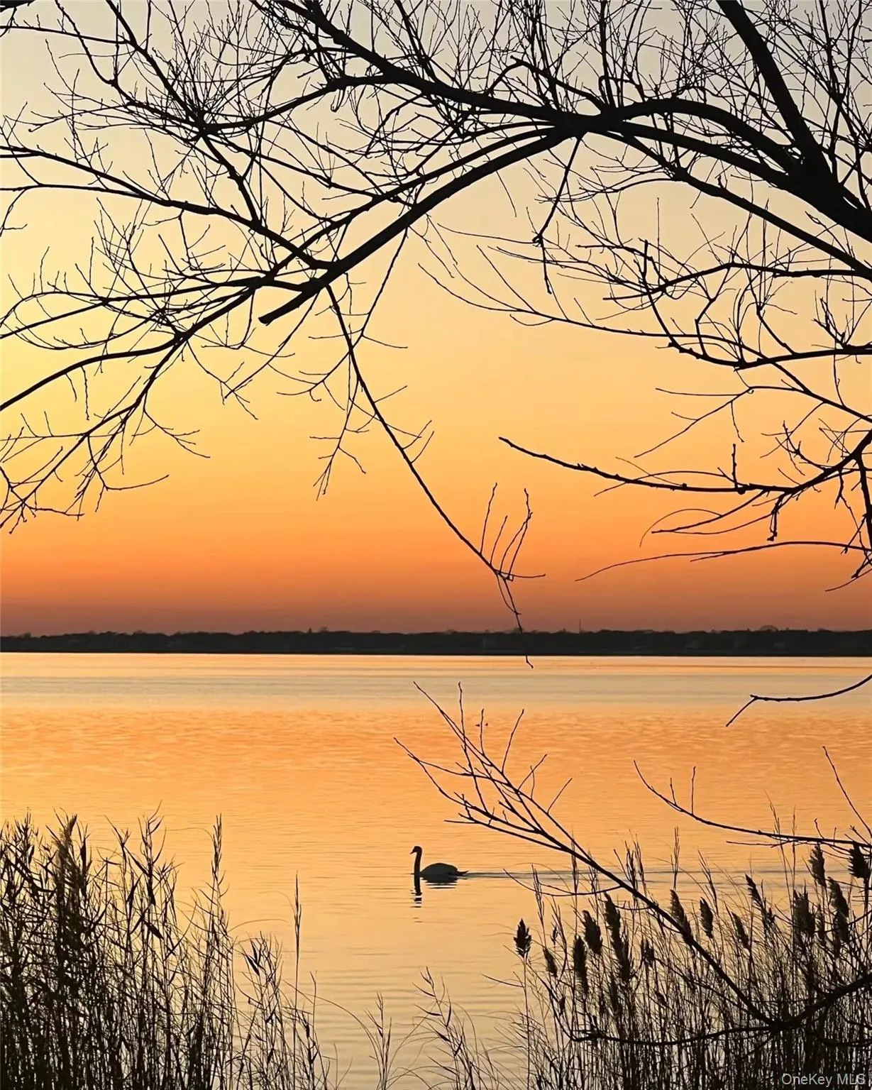 A Swan floating in to the sunset A Swan floating in to the sunset