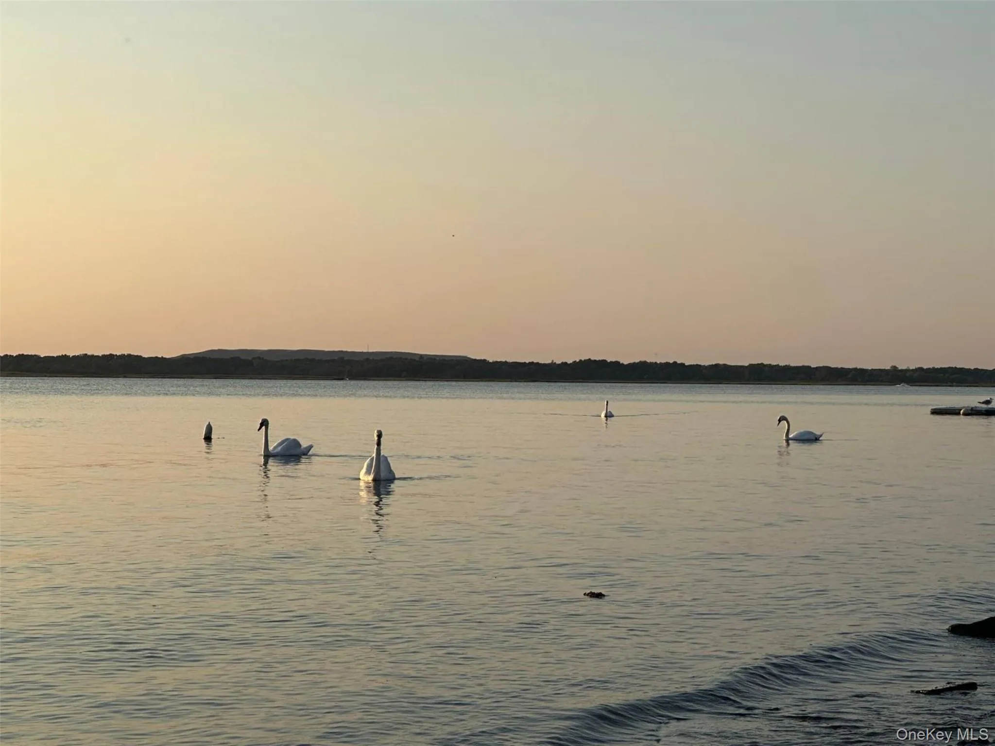 Swans swimming in the bay on their way to The Swan House Swans swimming in the bay on their way to The Swan House