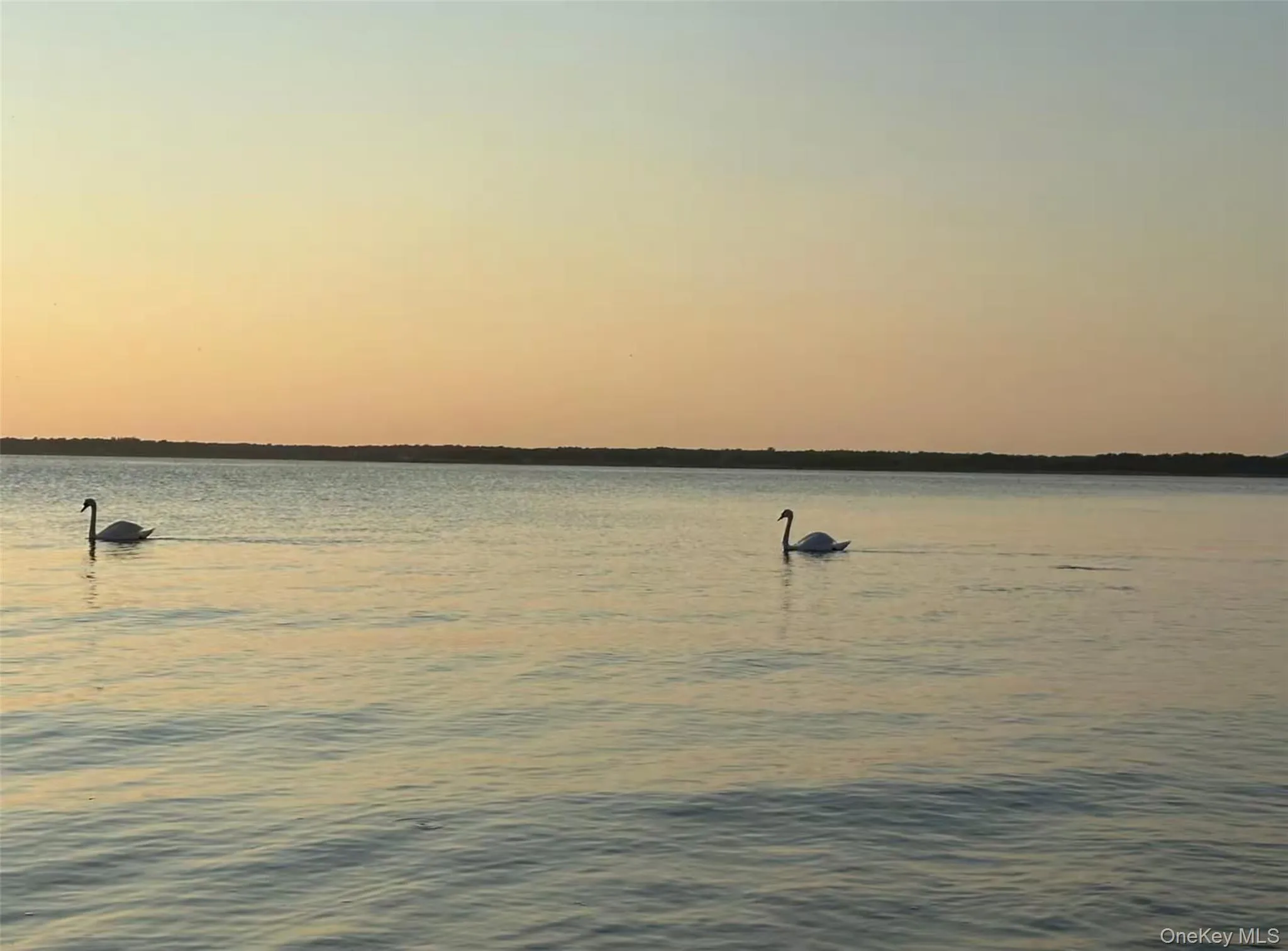 Swans swimming in the bay on their way to The Swan House Swans swimming in the bay on their way to The Swan House