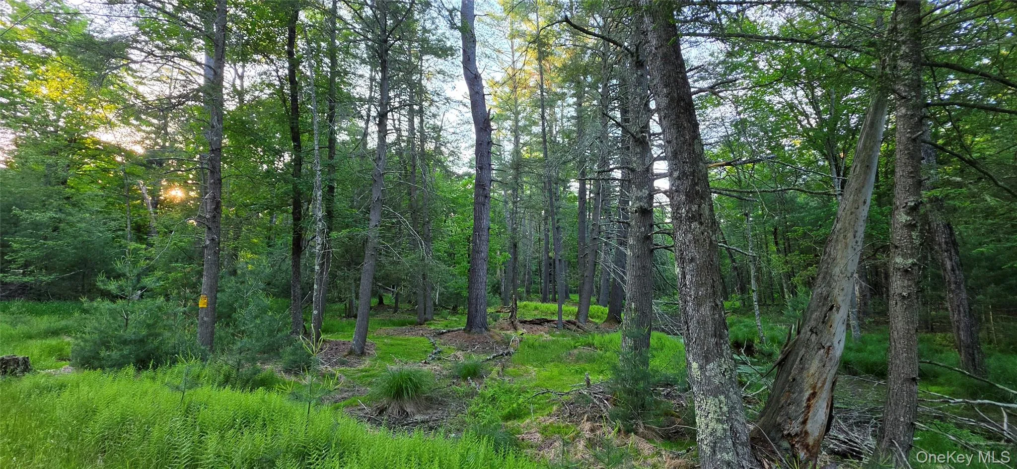Lot 3.3 Old Tacy Road, Bethel, NY, ,Land,For Rent,Old Tacy,0,1017801 Lot 3.3 Old Tacy Road, Bethel, NY, ,Land,For Rent,Old Tacy,0,1017801