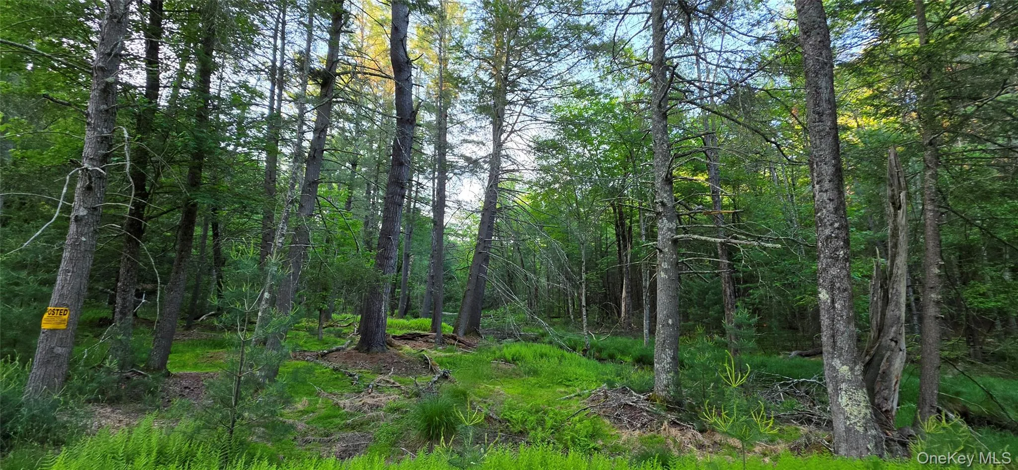 Lot 3.3 Old Tacy Road, Bethel, NY, ,Land,For Rent,Old Tacy,0,1017801 Lot 3.3 Old Tacy Road, Bethel, NY, ,Land,For Rent,Old Tacy,0,1017801