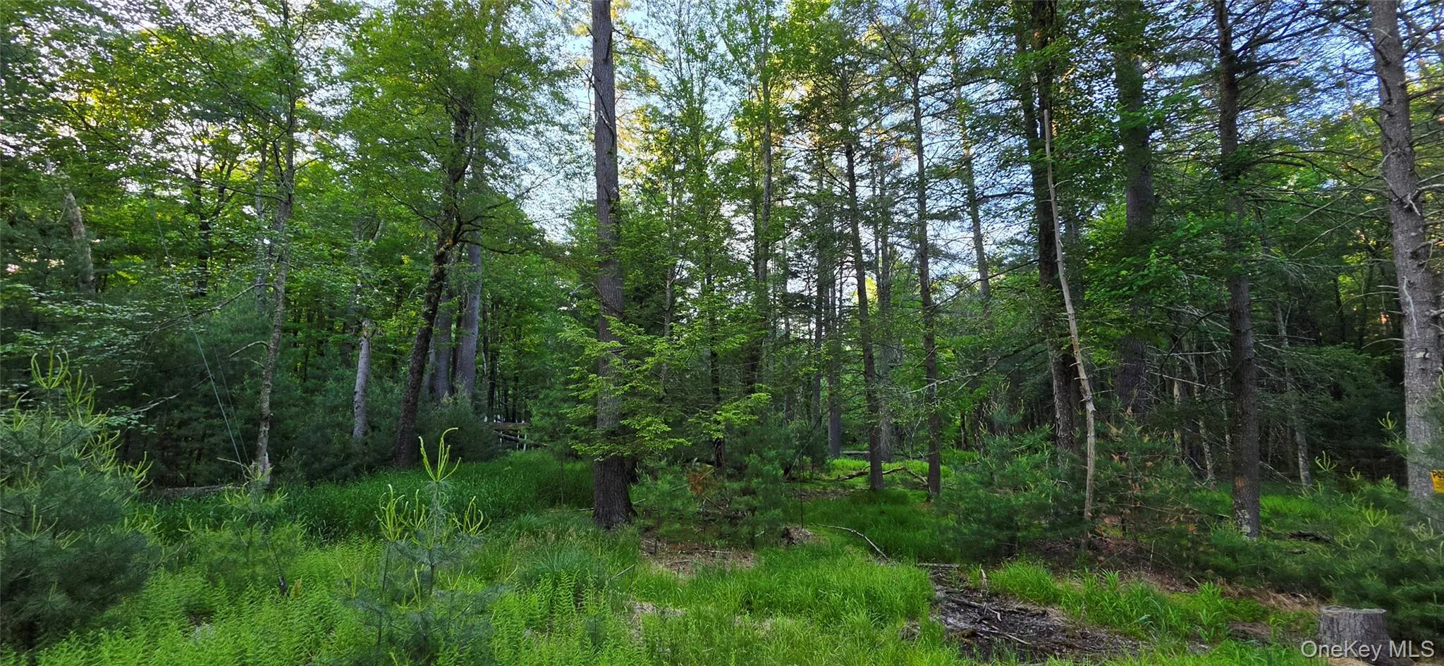 Lot 3.3 Old Tacy Road, Bethel, NY, ,Land,For Rent,Old Tacy,0,1017801 Lot 3.3 Old Tacy Road, Bethel, NY, ,Land,For Rent,Old Tacy,0,1017801