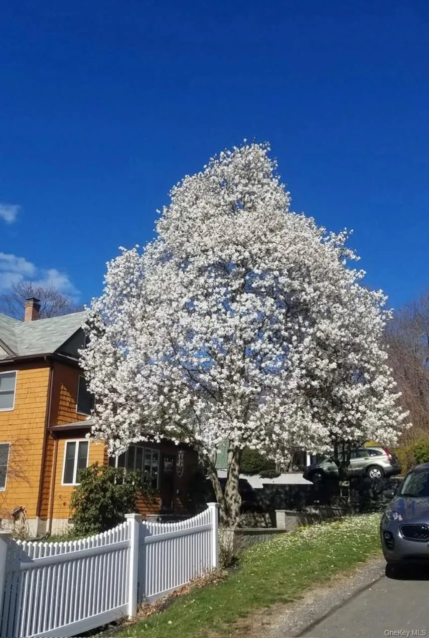 Magnificent Magnolia Tree Magnificent Magnolia Tree