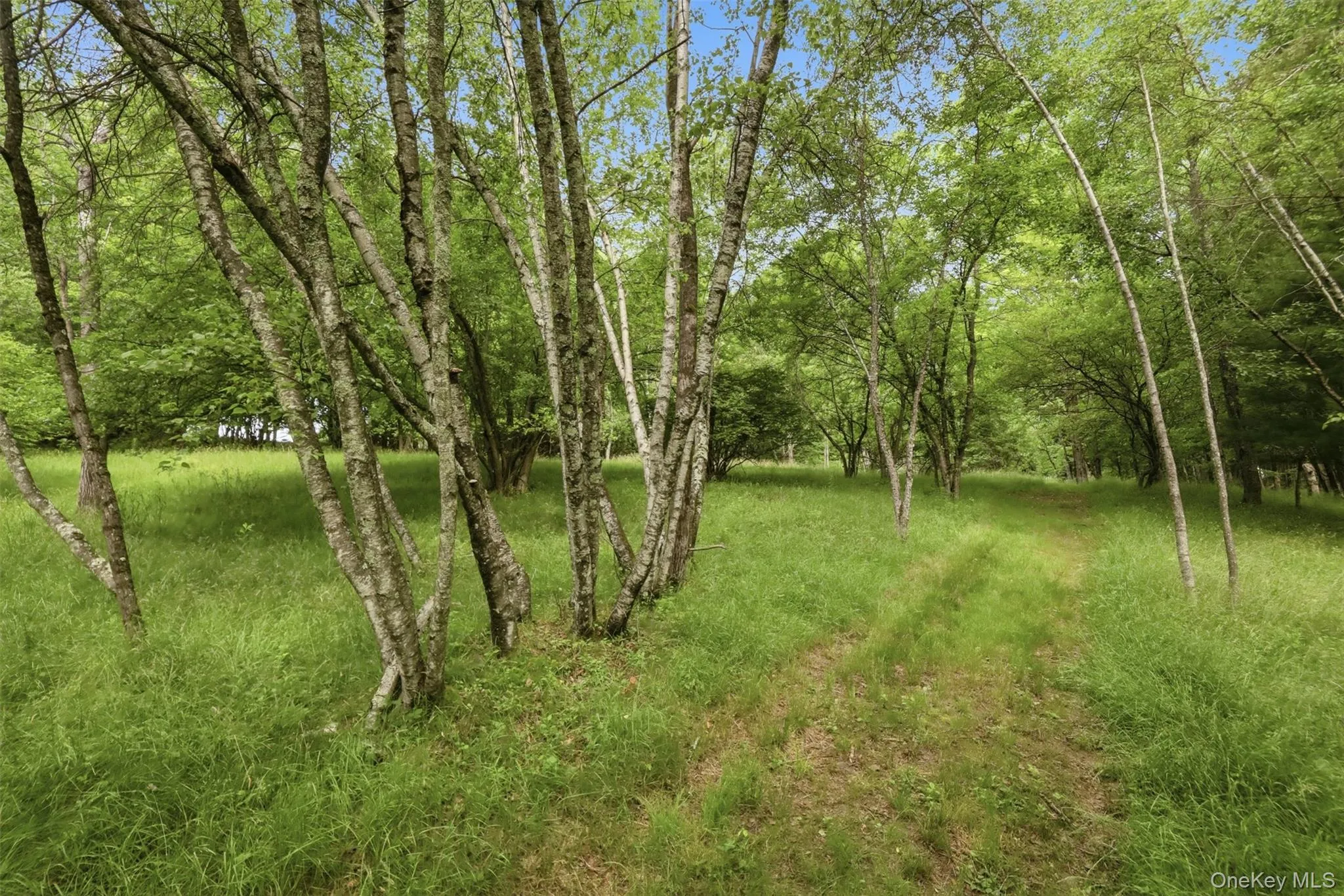 10.71 acre lot with an assortment of gorgeous trees, walking paths, stream, pond and endless opportunities for expansion, homesteading or your own outdoor sanctuary 10.71 acre lot with an assortment of gorgeous trees, walking paths, stream, pond and endless opportunities for expansion, homesteading or your own outdoor sanctuary
