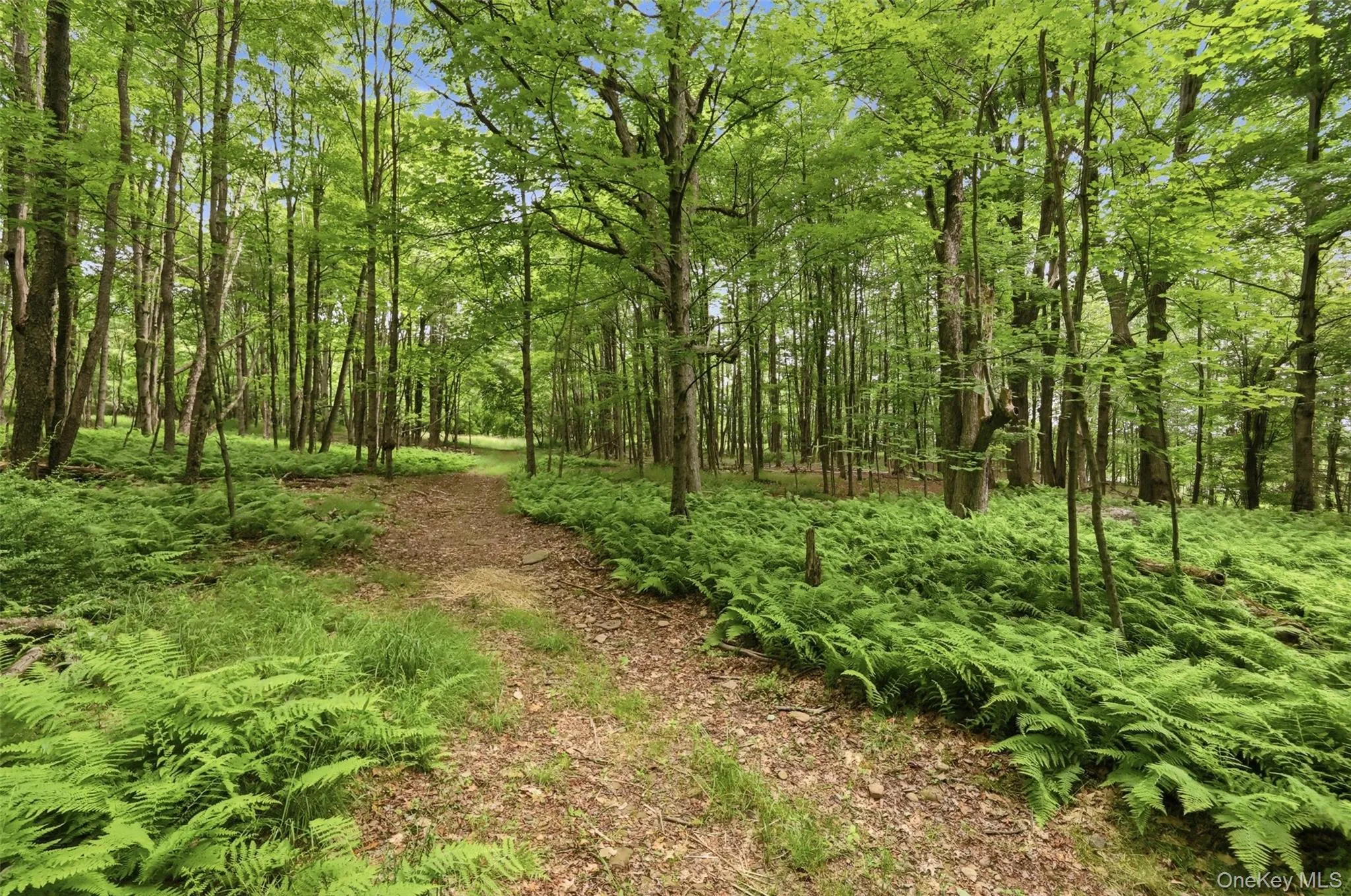 Lush ferns, an assortment of trees, trails, pond, stream and open grassy areas Lush ferns, an assortment of trees, trails, pond, stream and open grassy areas