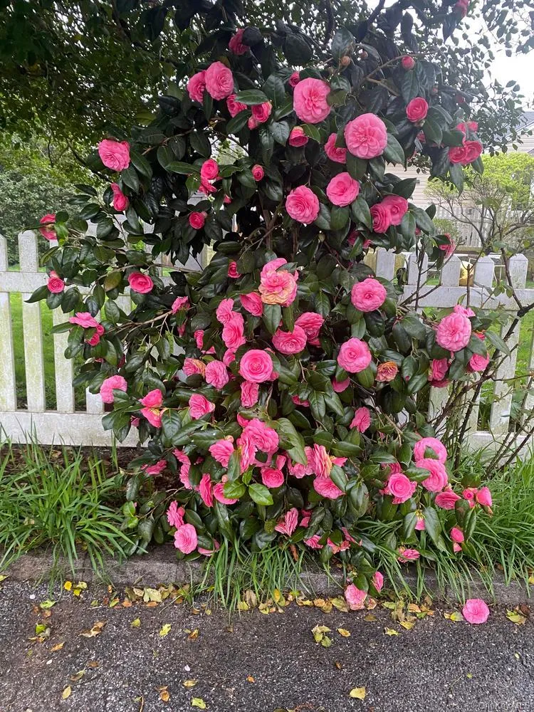 55 Pershing Avenue, Oyster Bay, NY, 3 Bedrooms Bedrooms, 7 Rooms Rooms,1 BathroomBathrooms,Residential,For Rent,Pershing,0,1018849 55 Pershing Avenue, Oyster Bay, NY, 3 Bedrooms Bedrooms, 7 Rooms Rooms,1 BathroomBathrooms,Residential,For Rent,Pershing,0,1018849