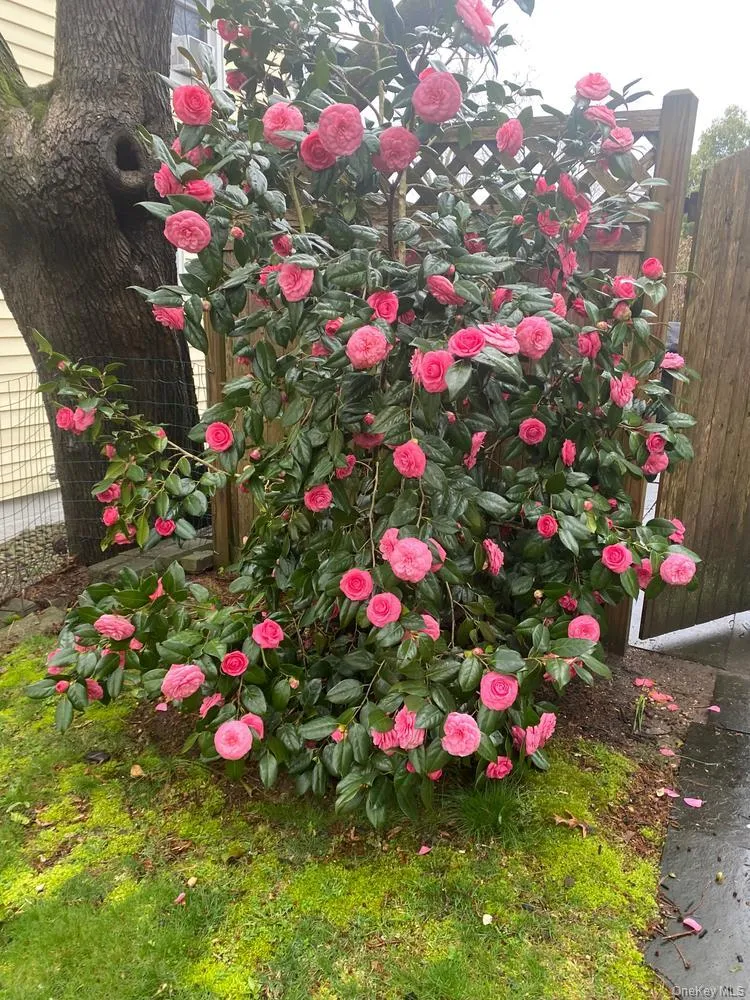 55 Pershing Avenue, Oyster Bay, NY, 3 Bedrooms Bedrooms, 7 Rooms Rooms,1 BathroomBathrooms,Residential,For Rent,Pershing,0,1018849 55 Pershing Avenue, Oyster Bay, NY, 3 Bedrooms Bedrooms, 7 Rooms Rooms,1 BathroomBathrooms,Residential,For Rent,Pershing,0,1018849
