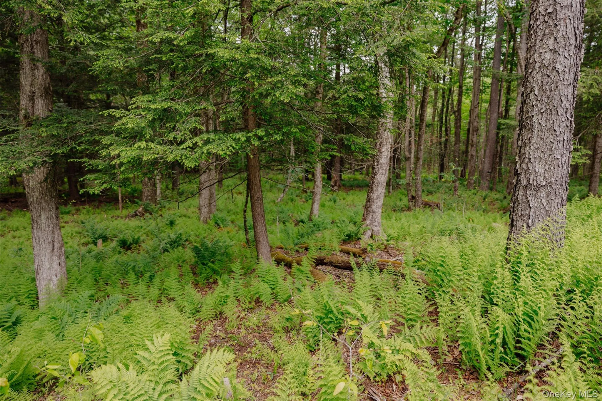 TBD Church Lake Road, Callicoon, NY, ,Land,For Rent,Church Lake,0,1019122 TBD Church Lake Road, Callicoon, NY, ,Land,For Rent,Church Lake,0,1019122