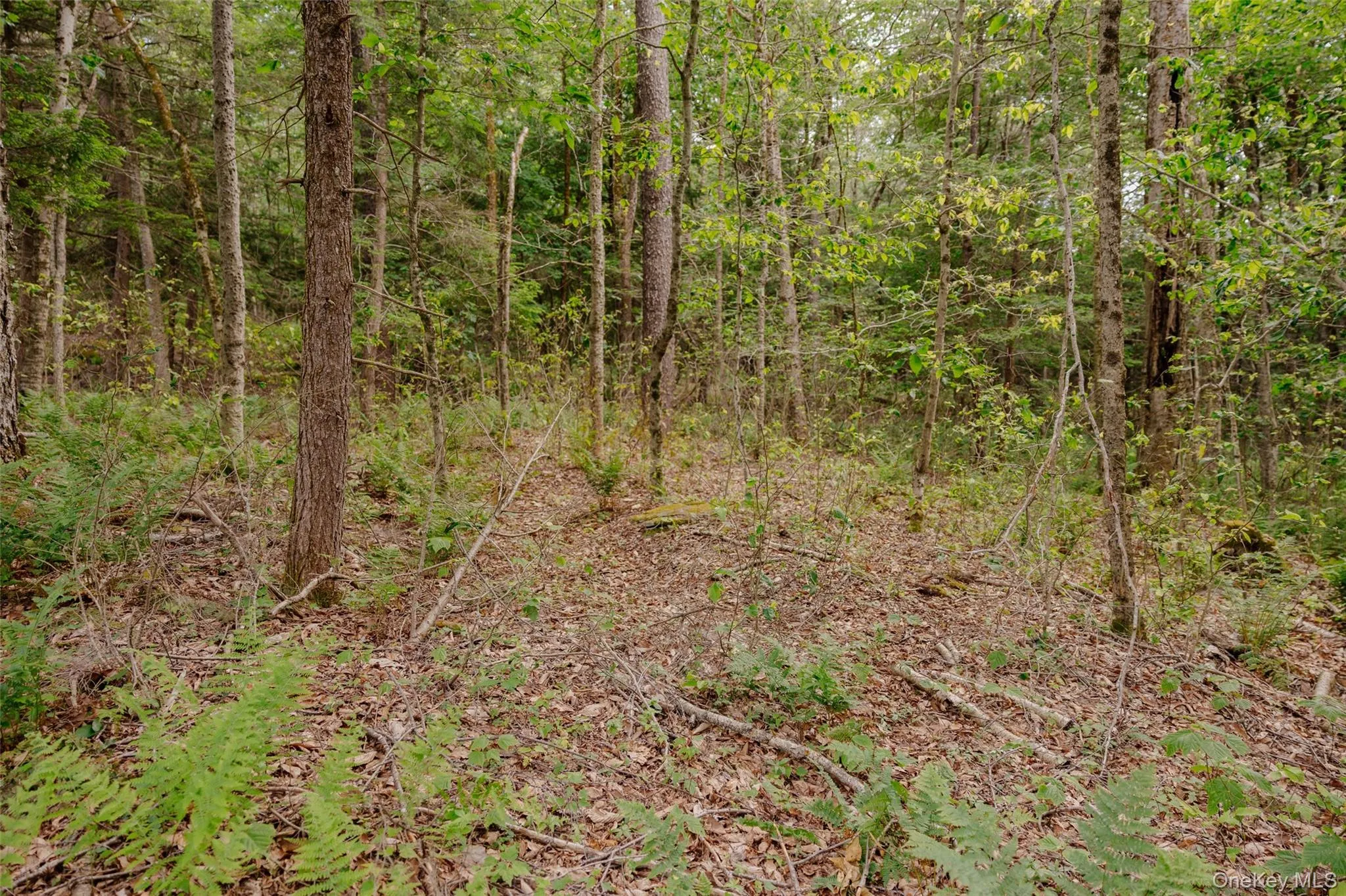 TBD Church Lake Road, Callicoon, NY, ,Land,For Rent,Church Lake,0,1019122 TBD Church Lake Road, Callicoon, NY, ,Land,For Rent,Church Lake,0,1019122