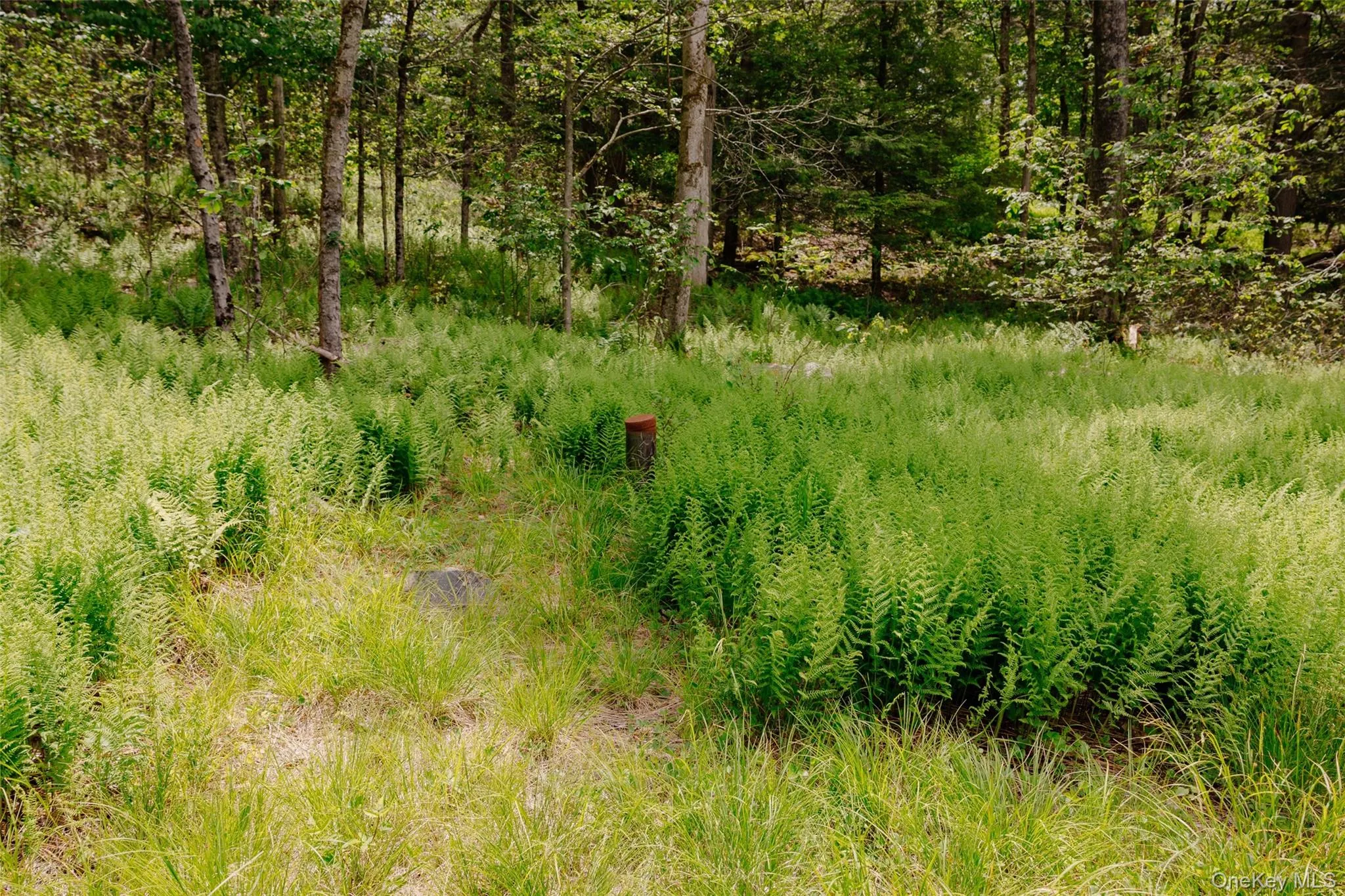TBD Church Lake Road, Callicoon, NY, ,Land,For Rent,Church Lake,0,1019122 TBD Church Lake Road, Callicoon, NY, ,Land,For Rent,Church Lake,0,1019122