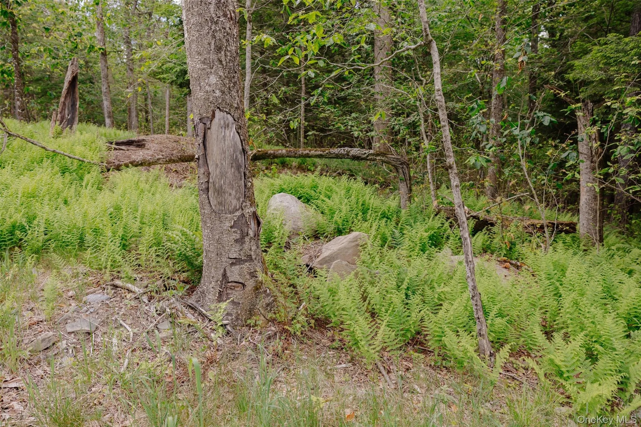 TBD Church Lake Road, Callicoon, NY, ,Land,For Rent,Church Lake,0,1019122 TBD Church Lake Road, Callicoon, NY, ,Land,For Rent,Church Lake,0,1019122