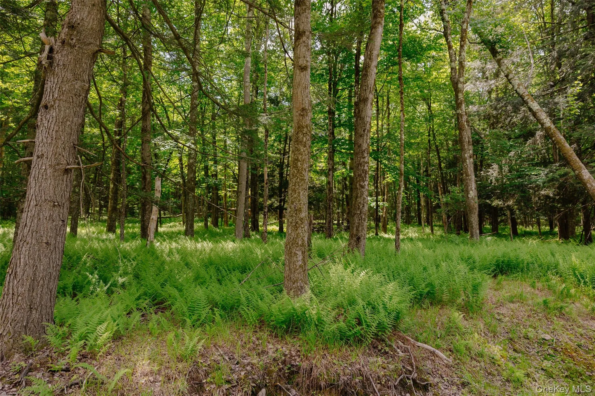 TBD Church Lake Road, Callicoon, NY, ,Land,For Rent,Church Lake,0,1019122 TBD Church Lake Road, Callicoon, NY, ,Land,For Rent,Church Lake,0,1019122
